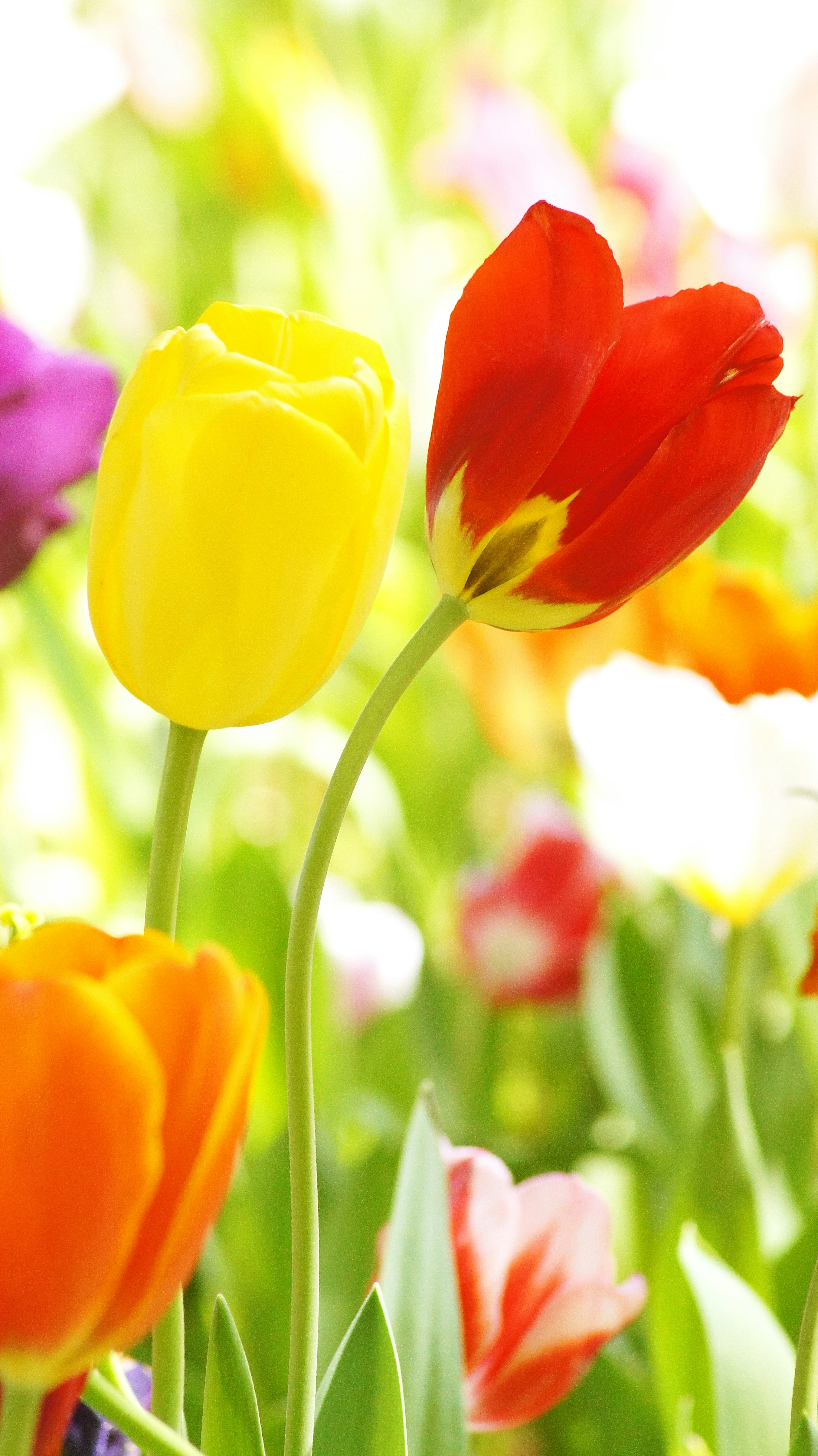 Bunte Tulpen blühen in einem Frühlingsgarten mit einer auffälligen gelben und roten Tulpe