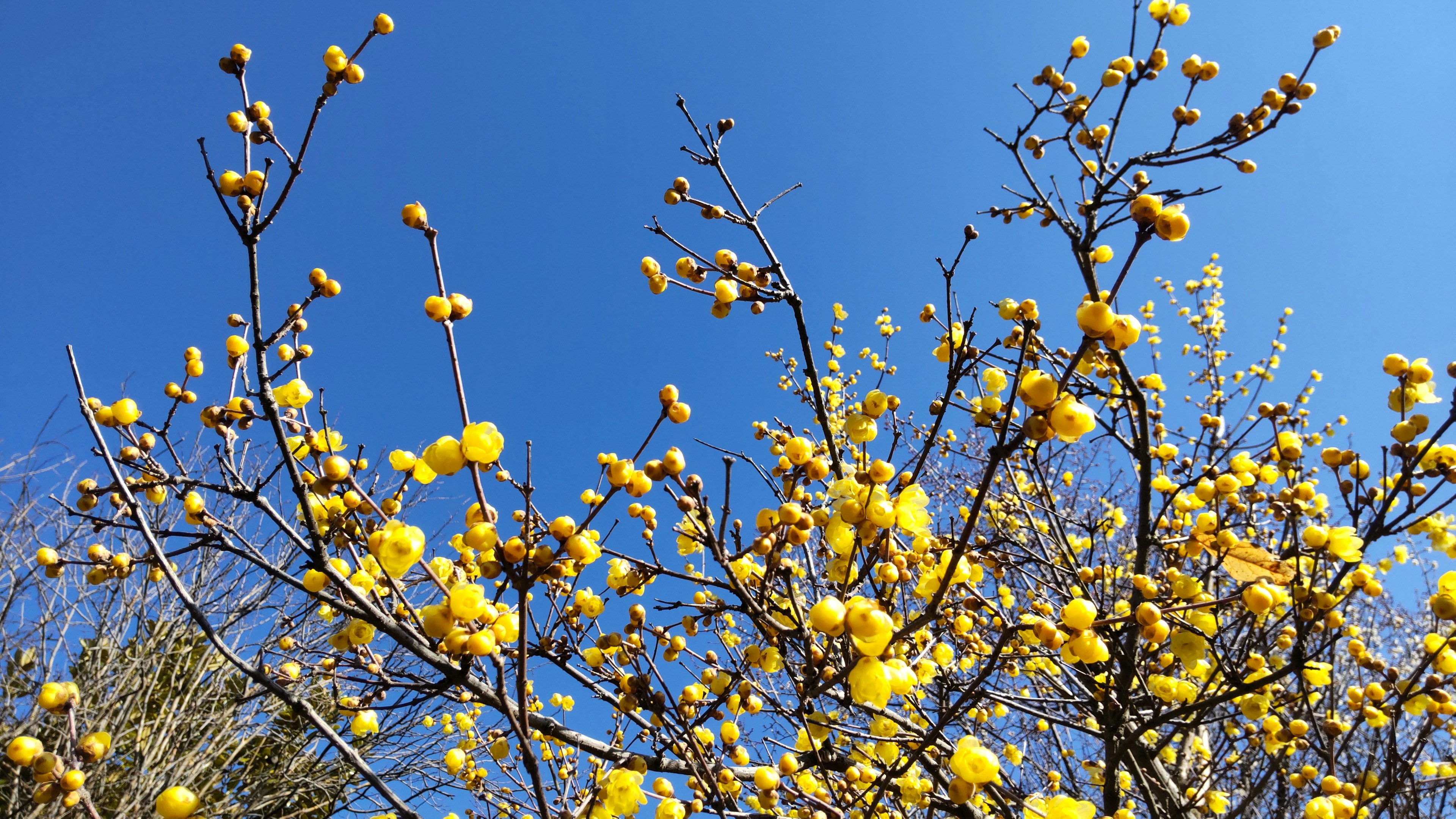 Äste eines blühenden Baumes mit leuchtend gelben Blüten vor einem blauen Himmel