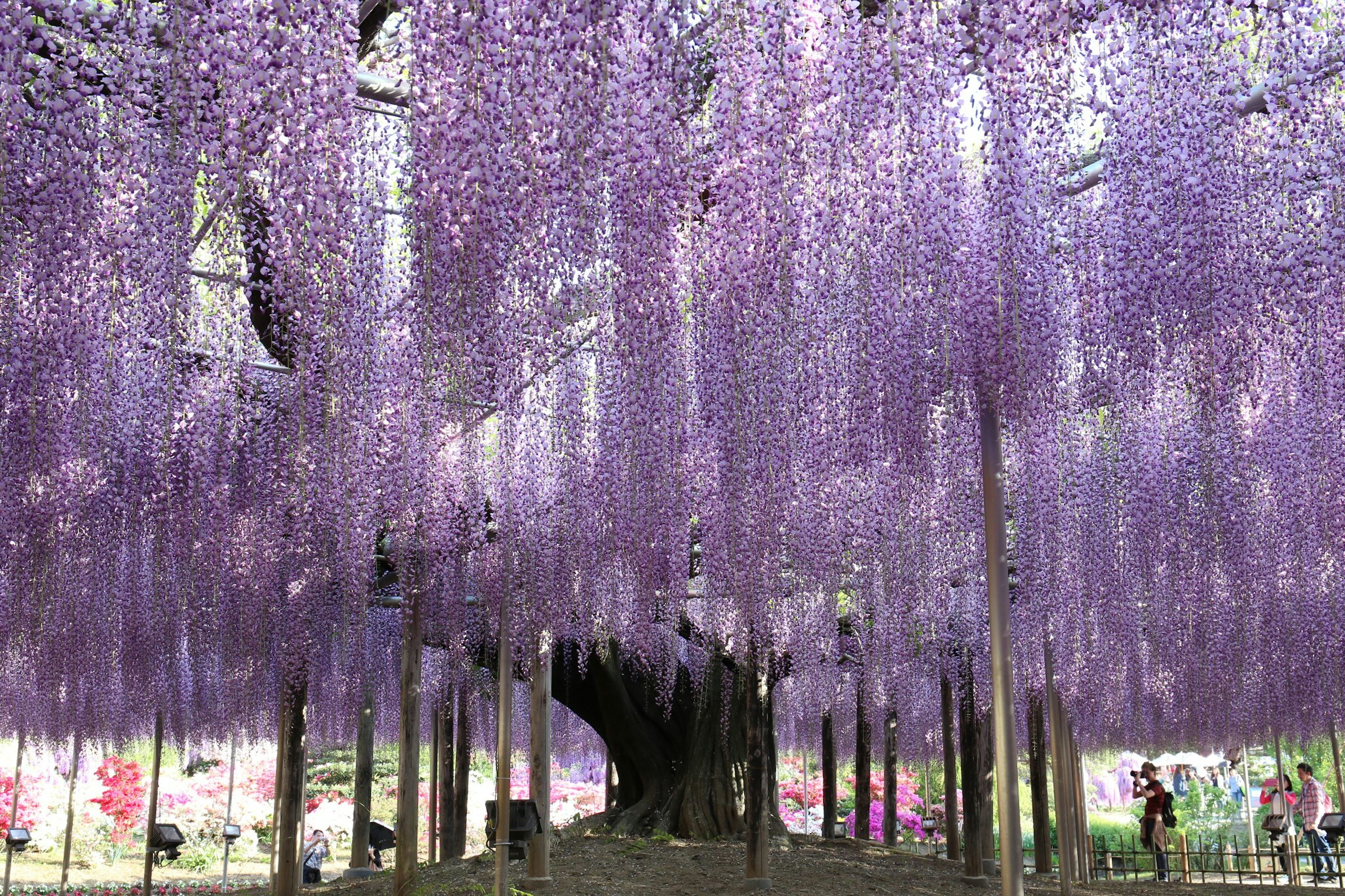 A park scene filled with blooming purple wisteria flowers with visitors enjoying the view