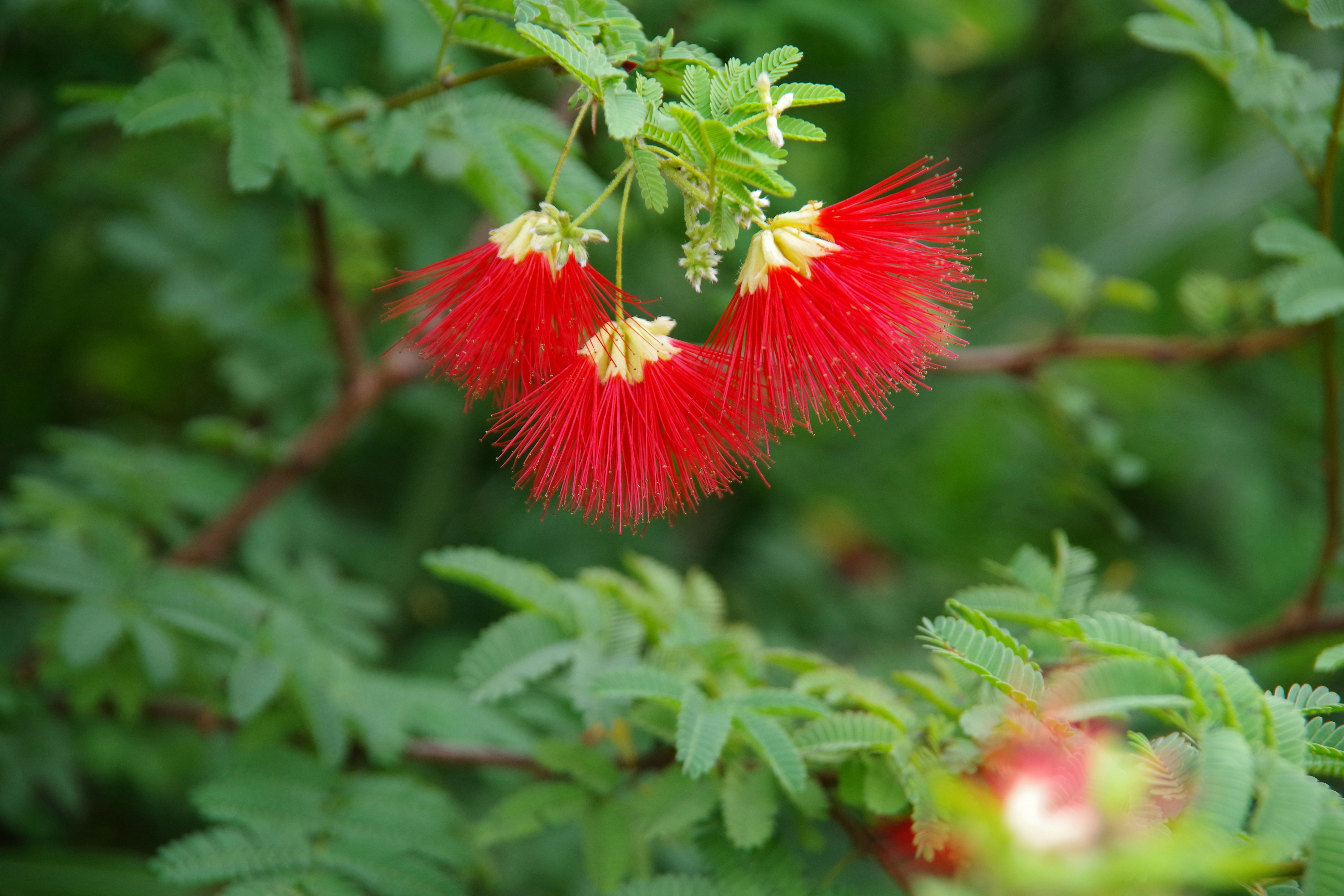 Fluffy red flowers blooming among green leaves