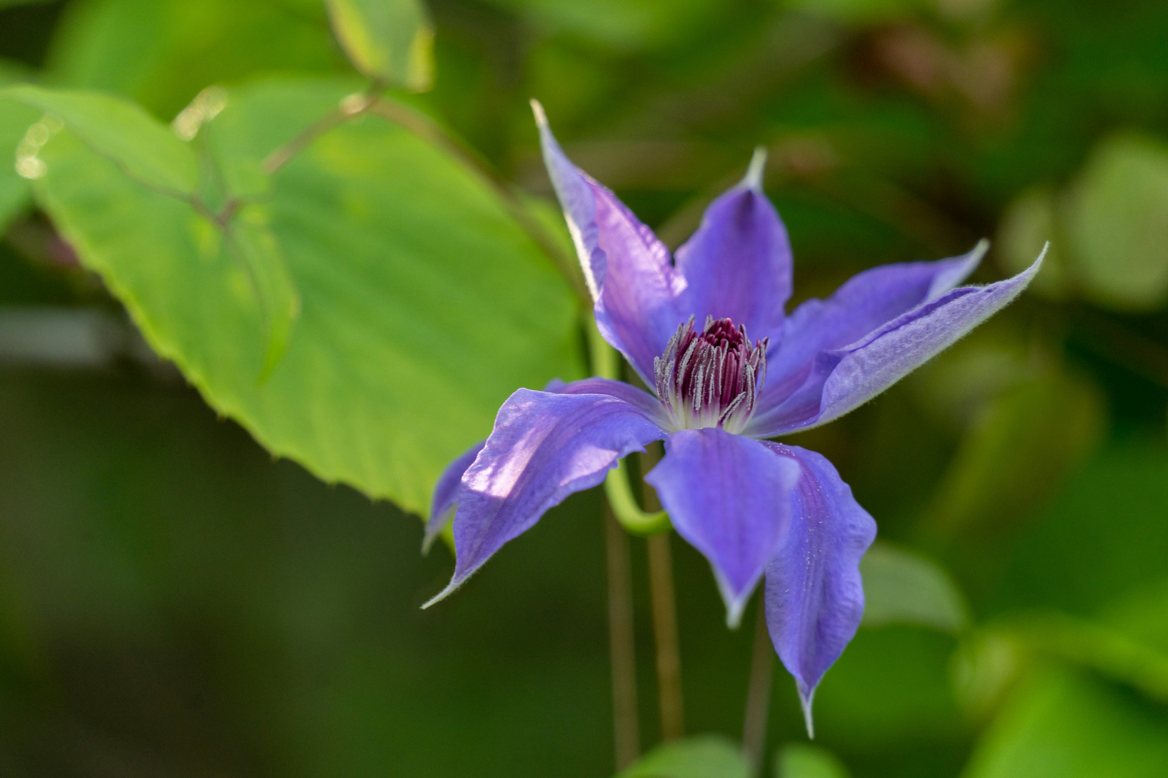 Lebendige lila Blume mit grünen Blättern im Hintergrund