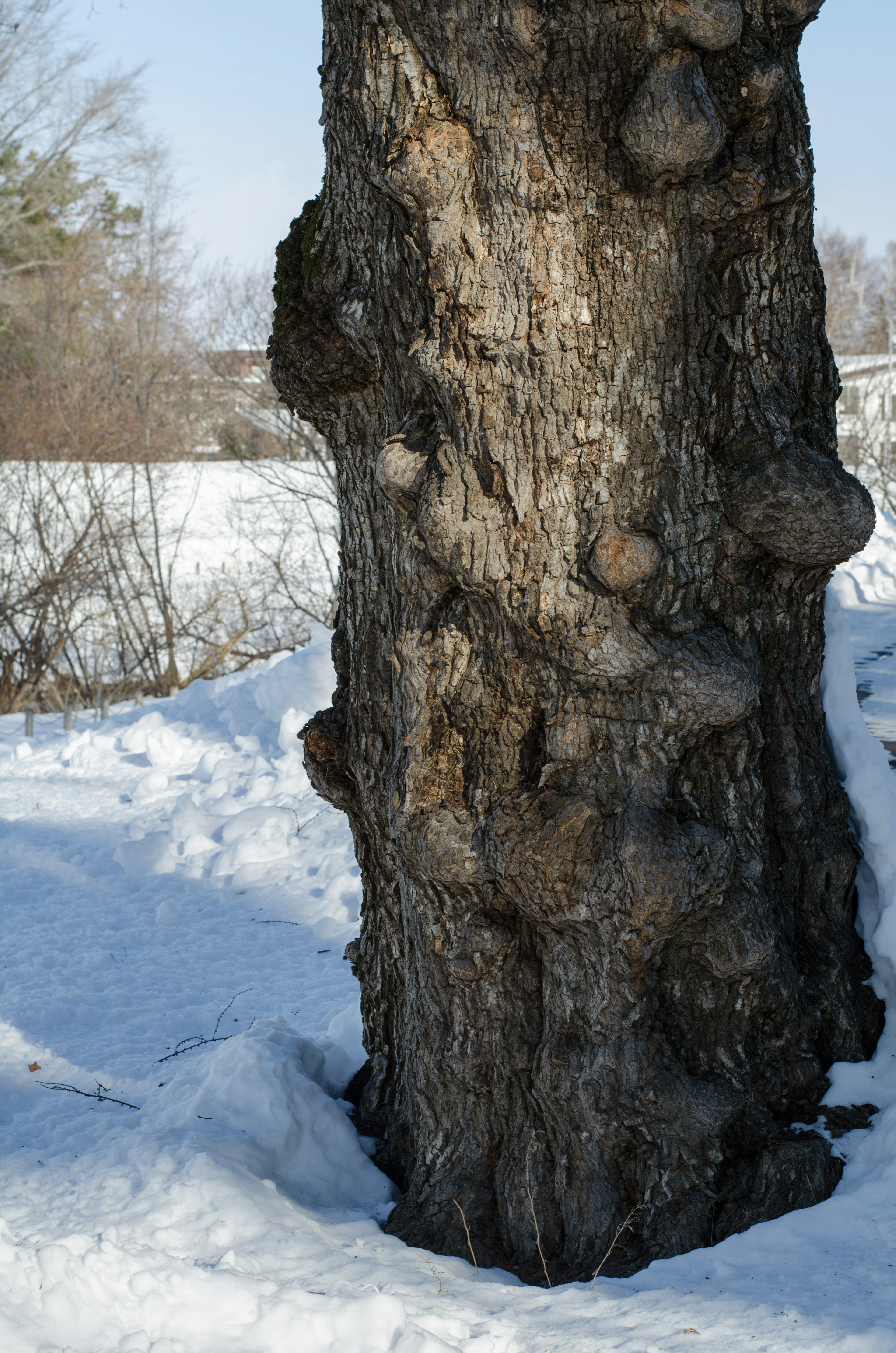 Gros plan d'un tronc d'arbre noueux dans la neige