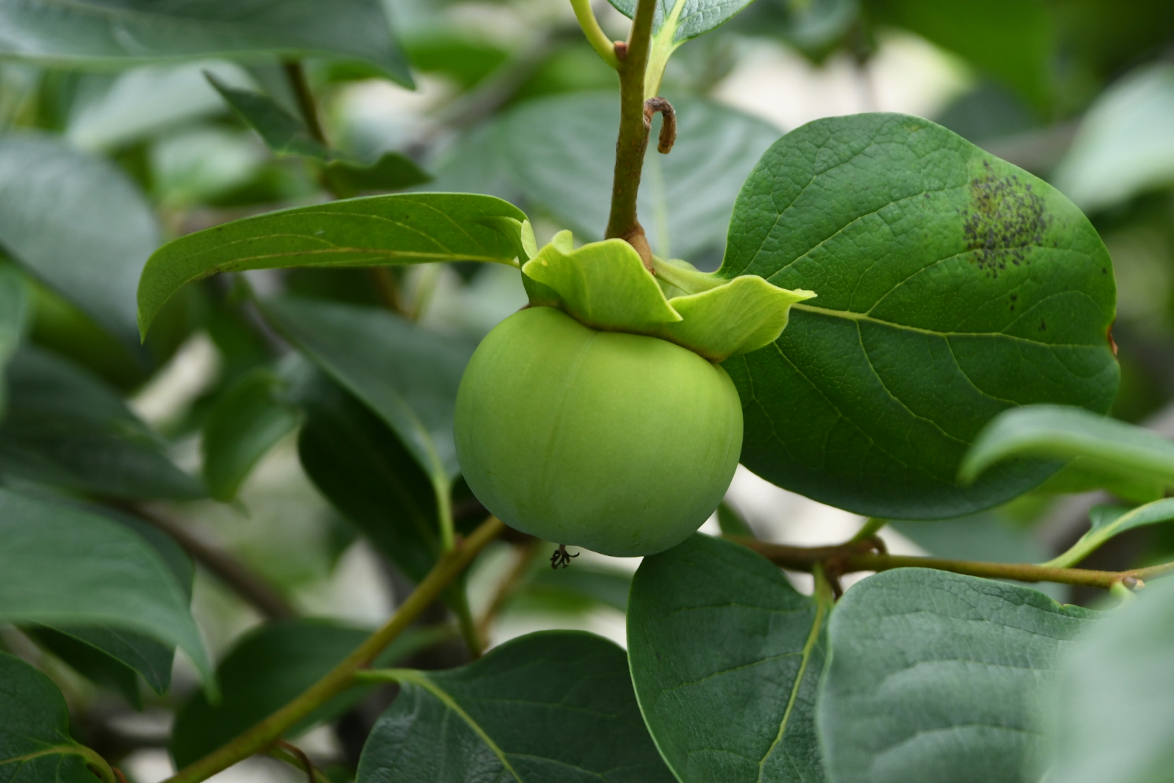 Fruto de caqui verde rodeado de hojas