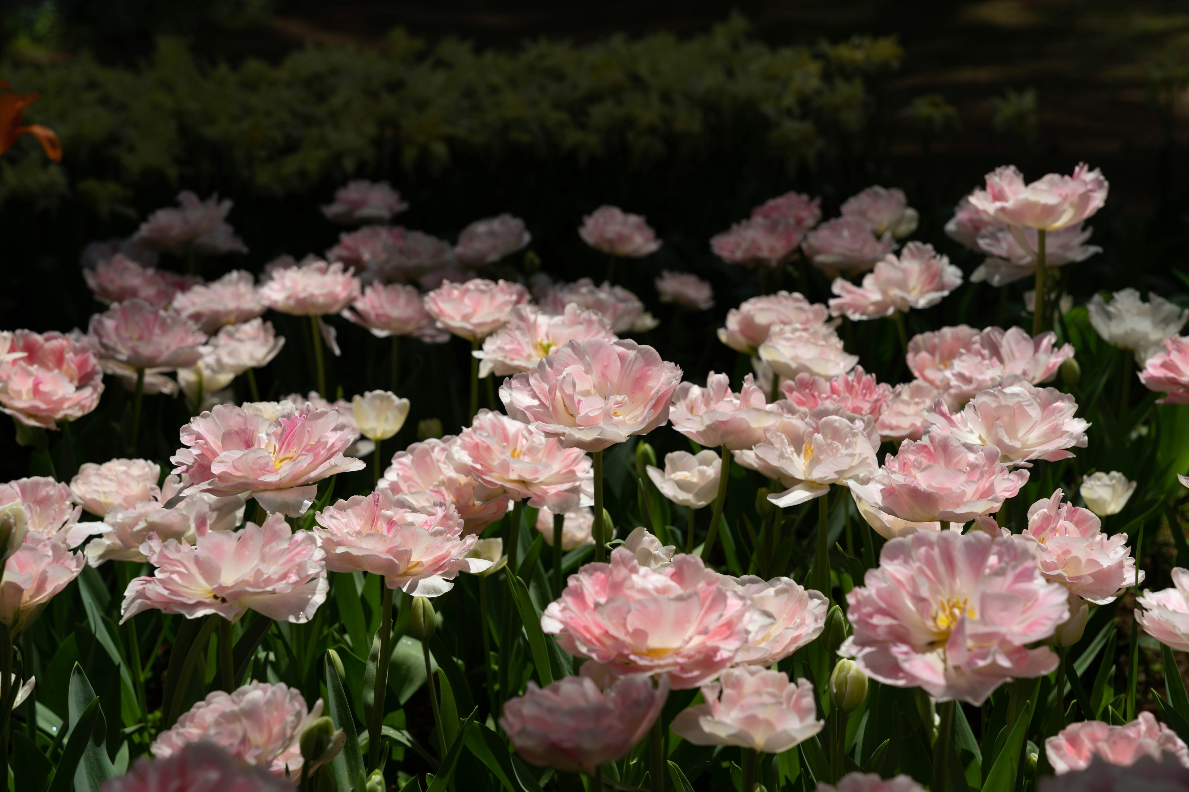 Campo di tulipani rosa chiaro in piena fioritura