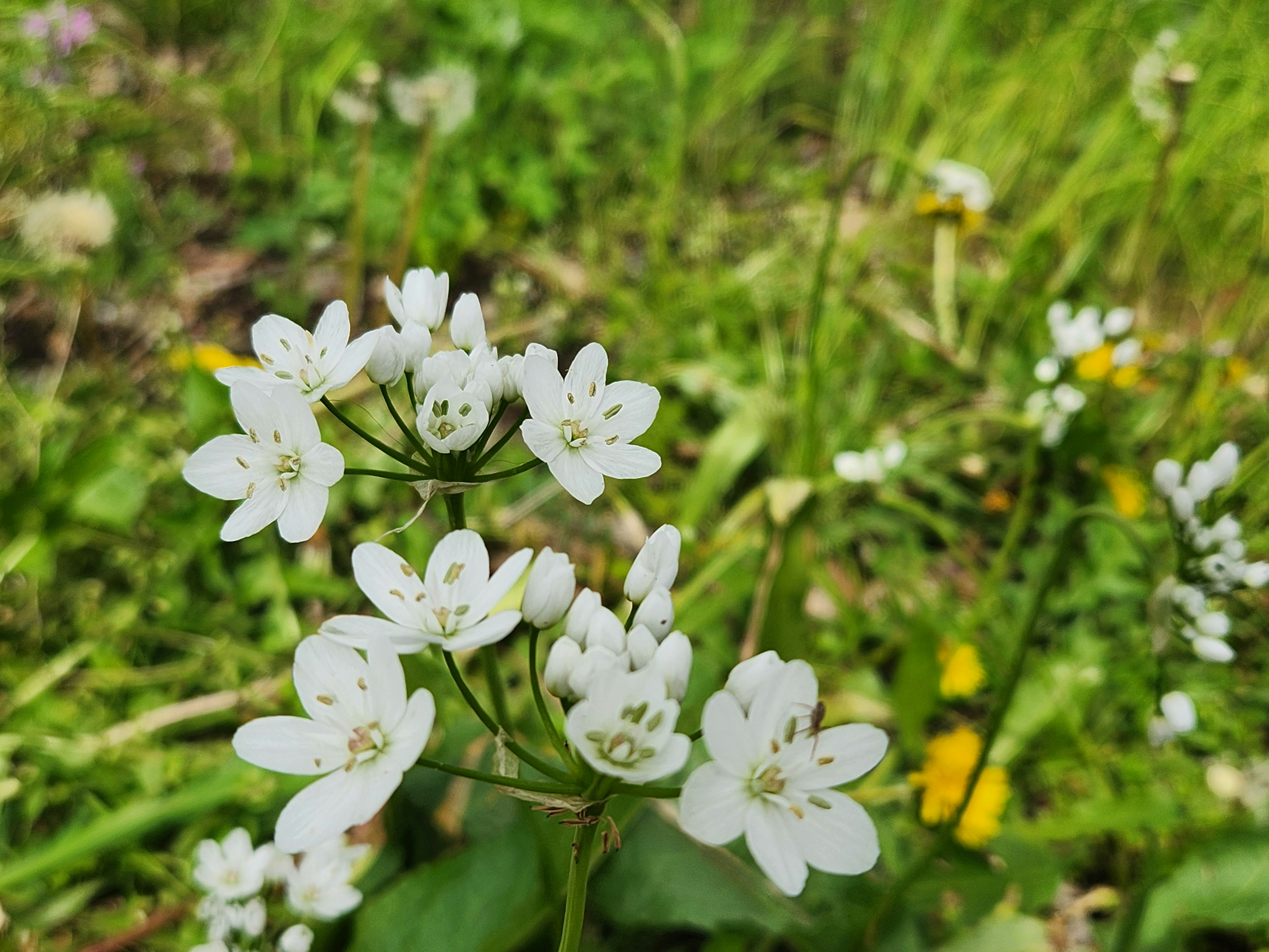 Close-up bunga putih yang mekar di padang rumput