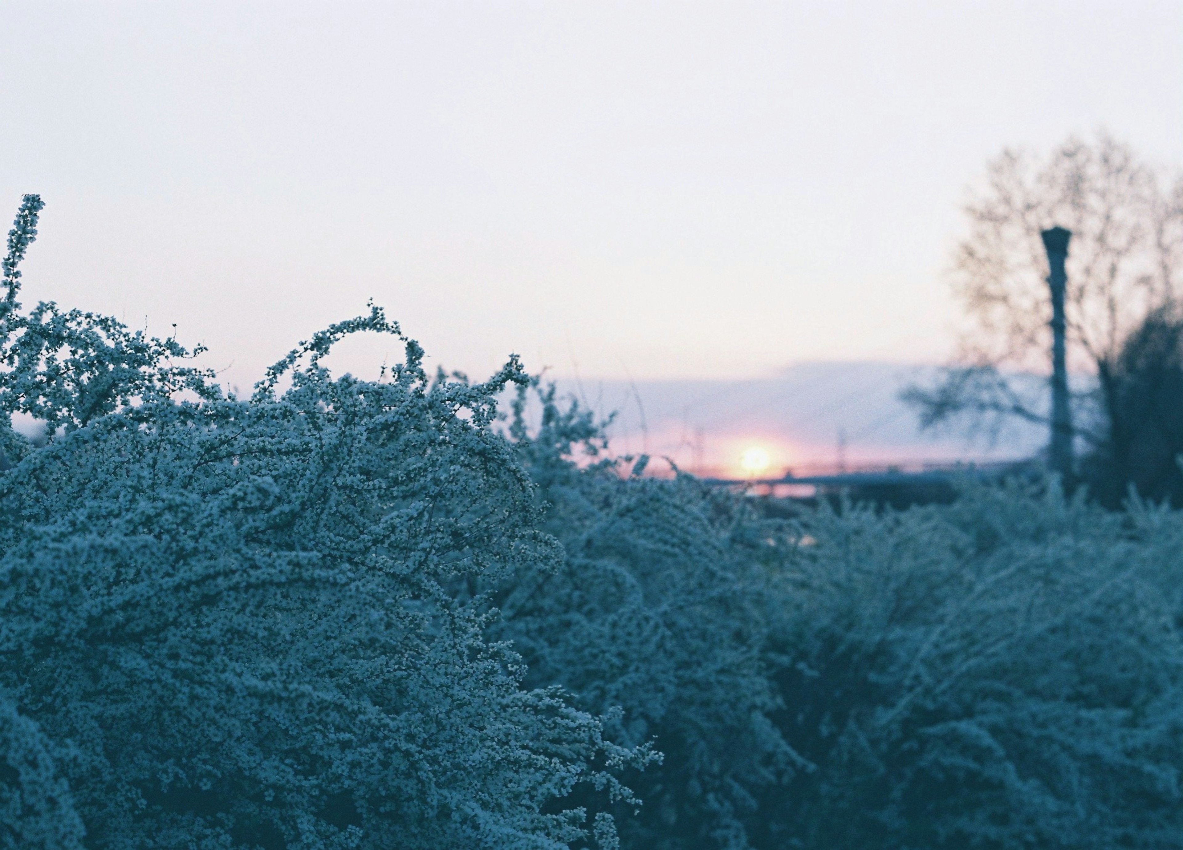 Frost-covered plants with a soft dawn light