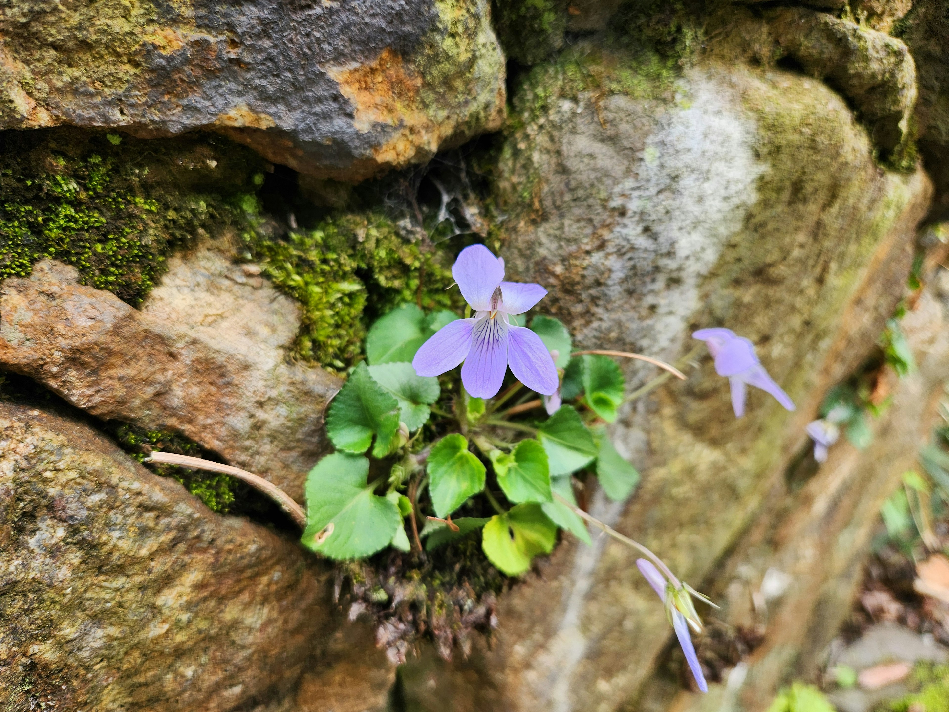 Lila Blume und grüne Blätter, die aus einer Steinmauer herausragen