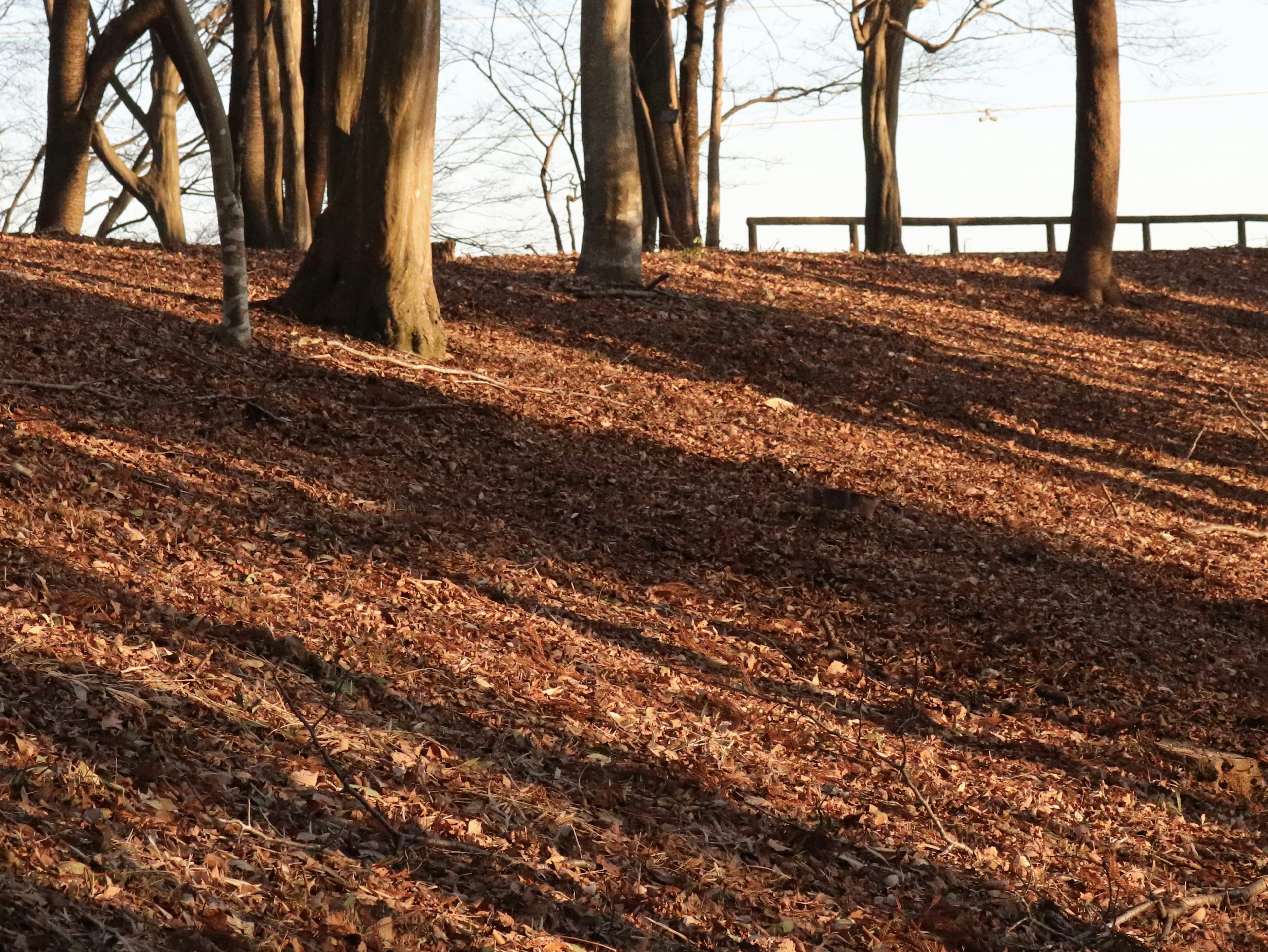 Landschaft eines Hügels, der mit gefallenen Blättern bedeckt ist, mit Baum Schatten, die sich auf dem Boden erstrecken