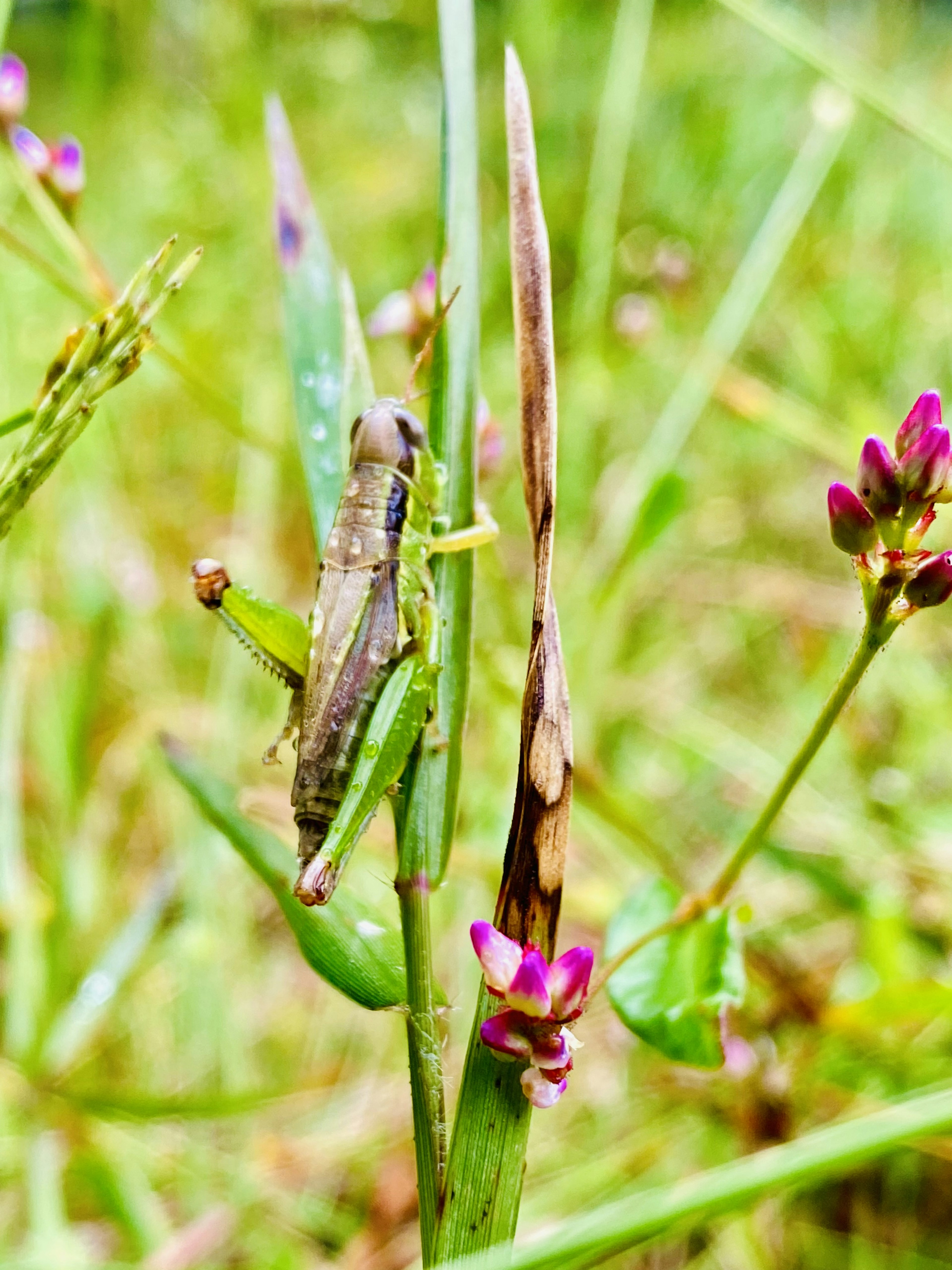 Insekt auf grünem Gras mit lila Blumen