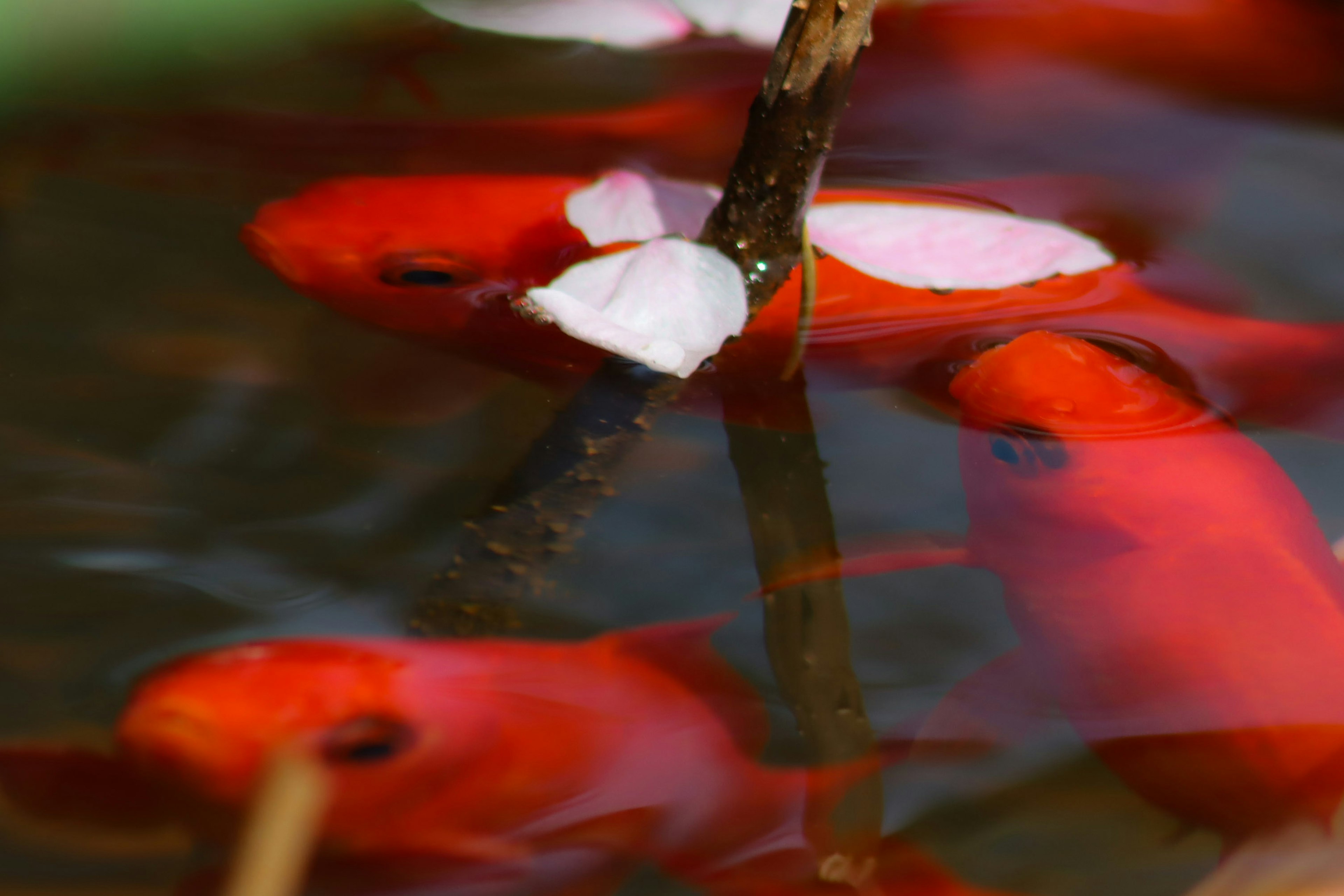 Red goldfish swimming near the surface with cherry blossom petals