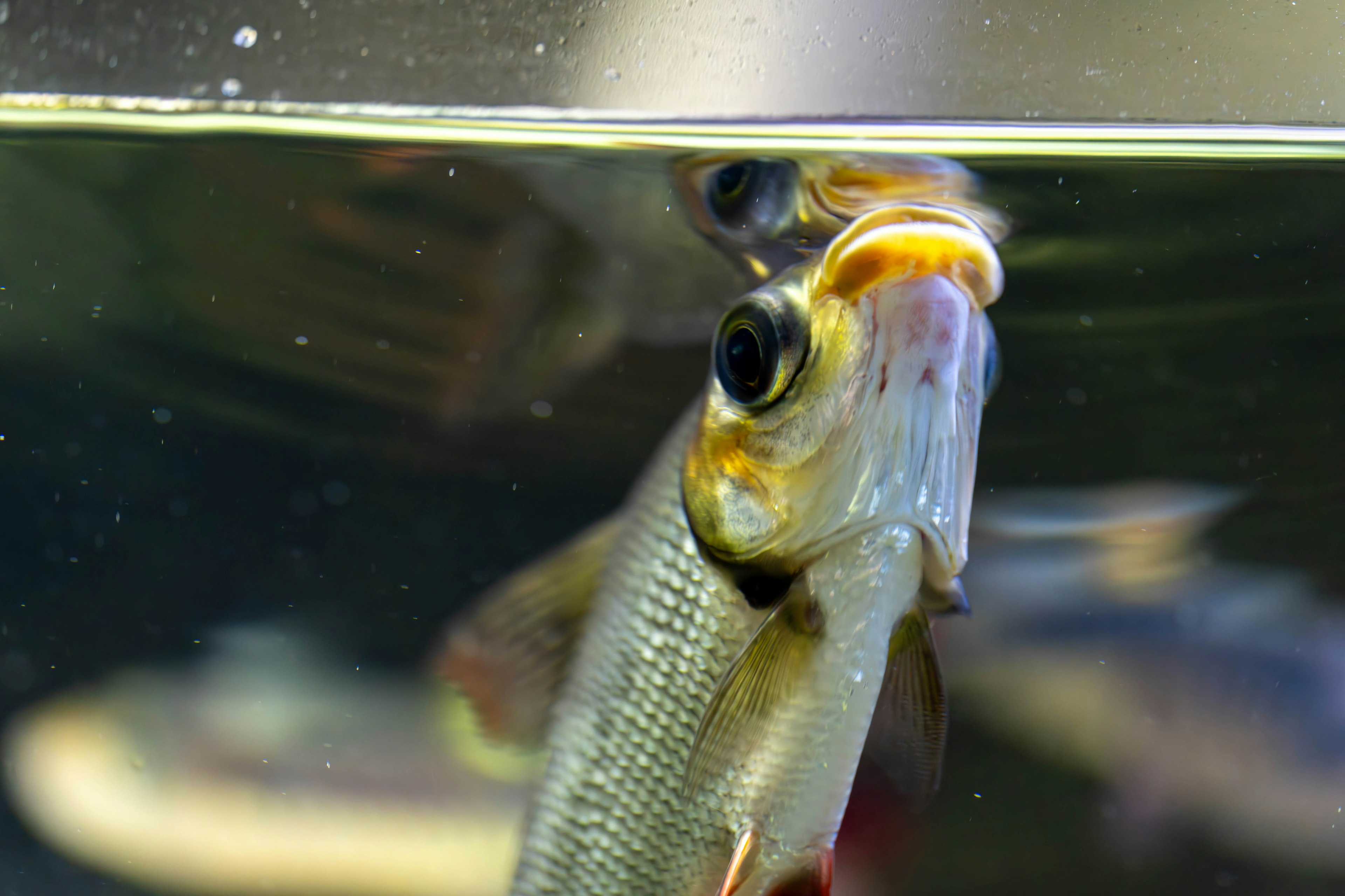 Fish surfacing in water looking upwards