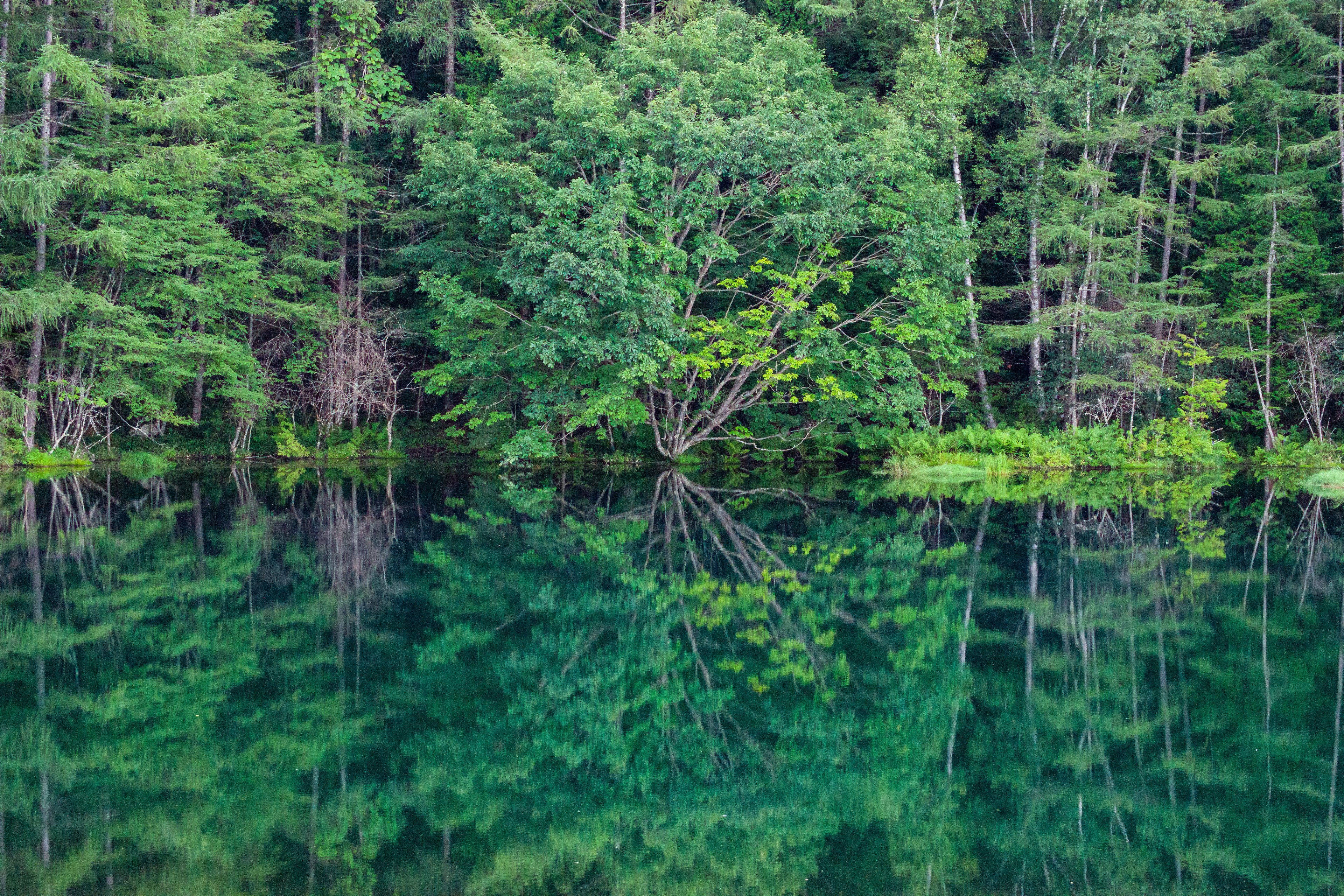 Eine ruhige Aussicht auf grüne Bäume, die sich in einem ruhigen blauen See spiegeln