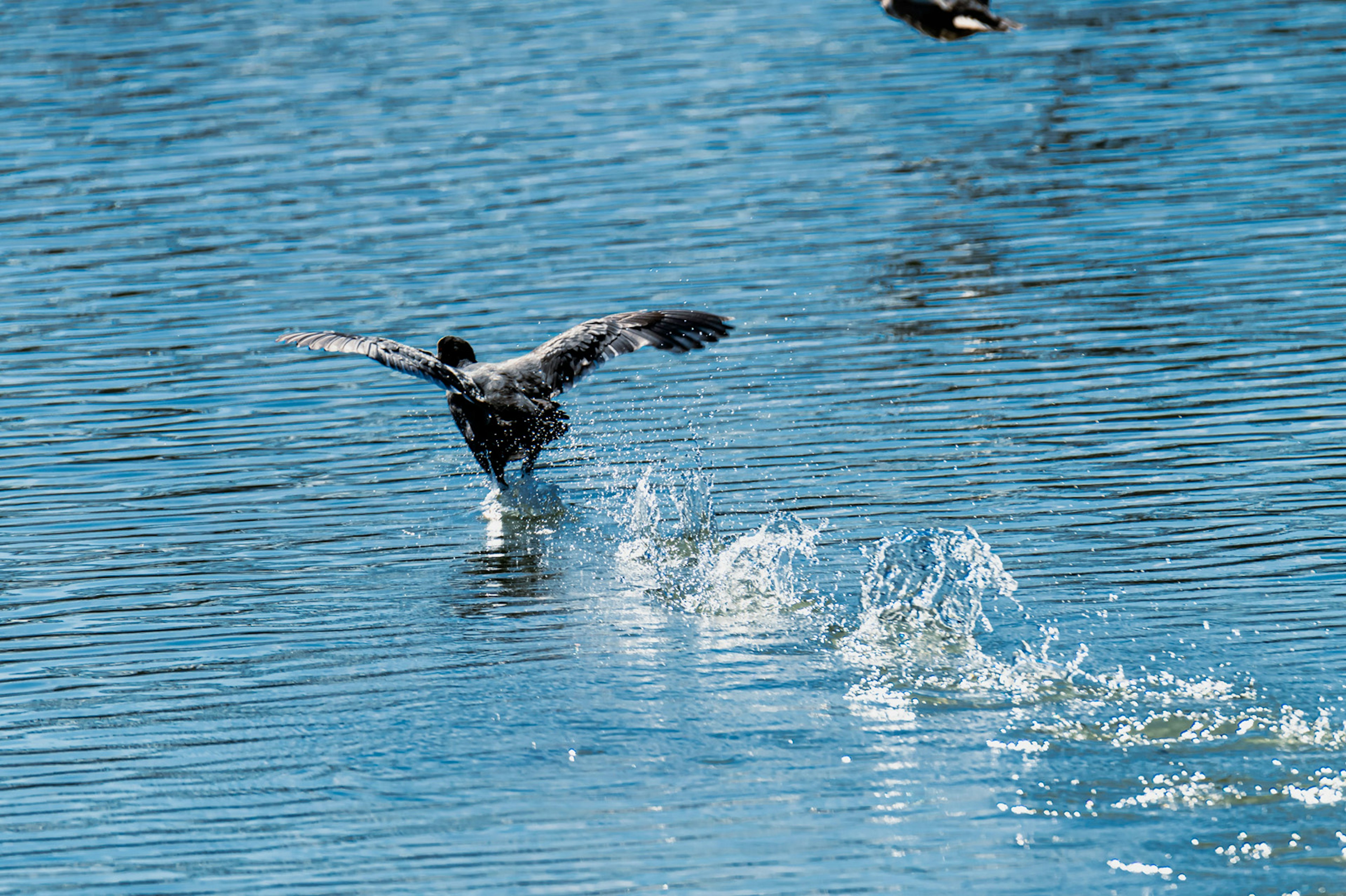 水面を飛び立つ鳥の姿と水しぶき