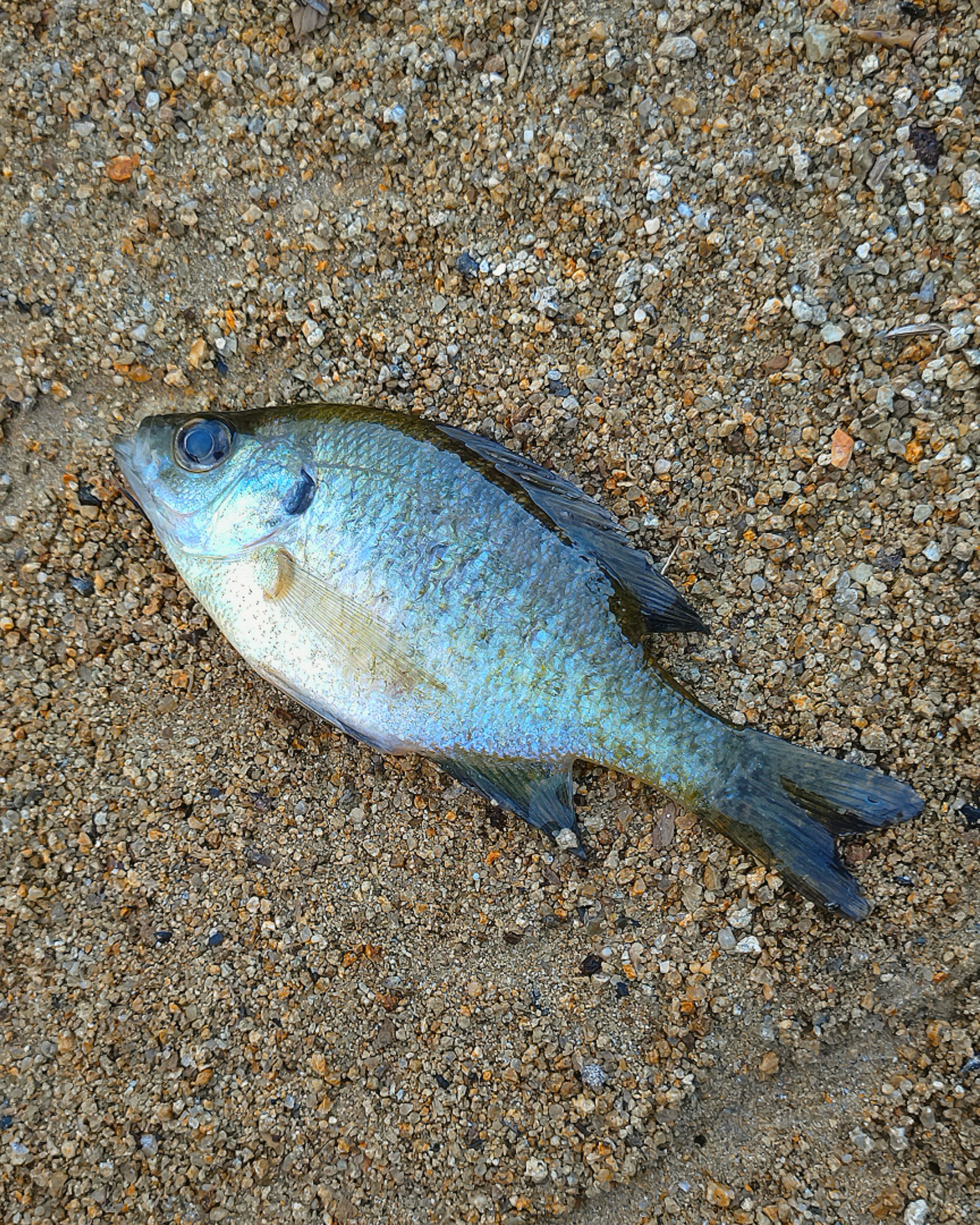 Ikan biru tergeletak di pantai berpasir