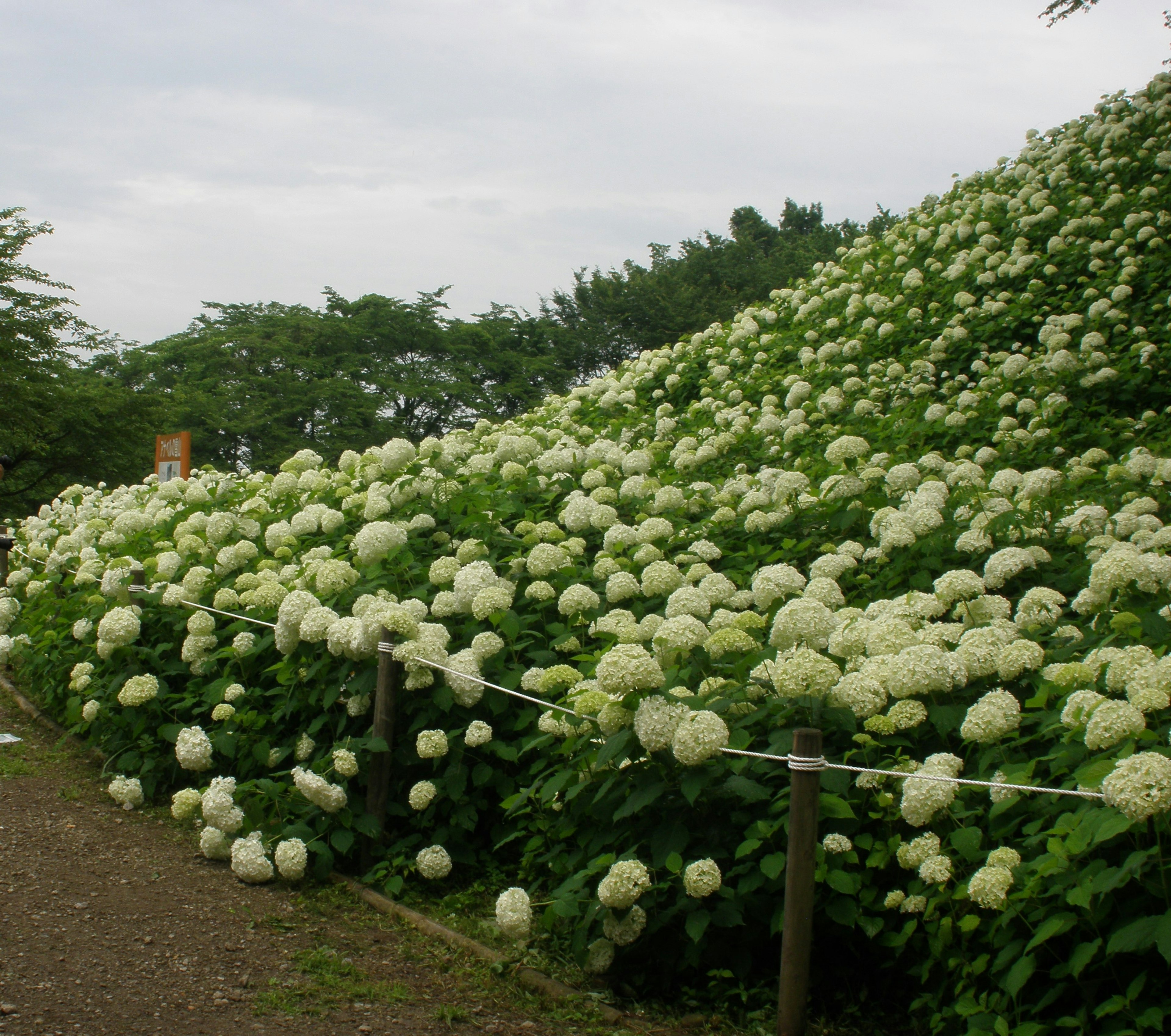 Paysage avec une pente couverte de fleurs blanches en fleurs