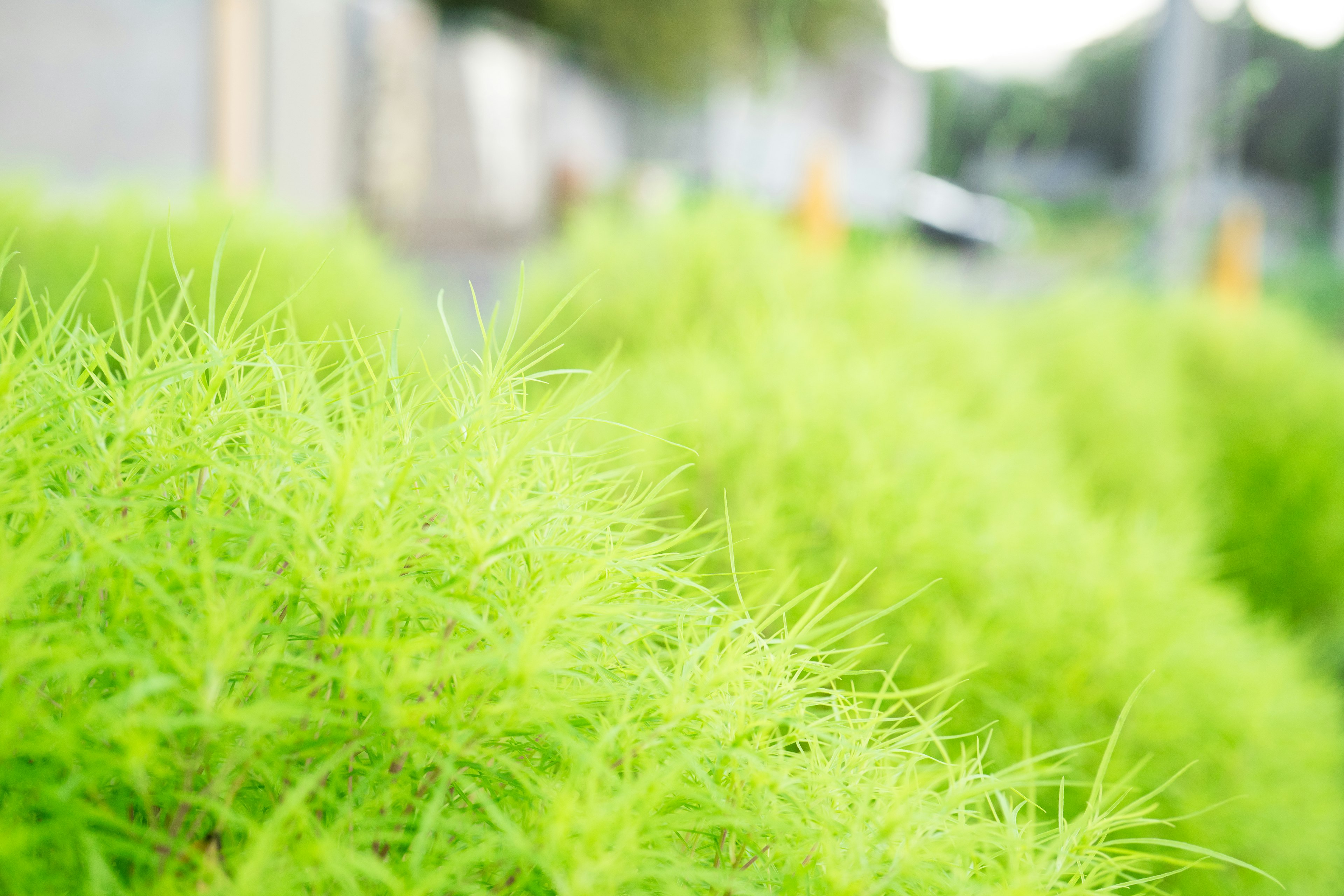 Herbe verte vibrante dans un paysage luxuriant avec un arrière-plan flou