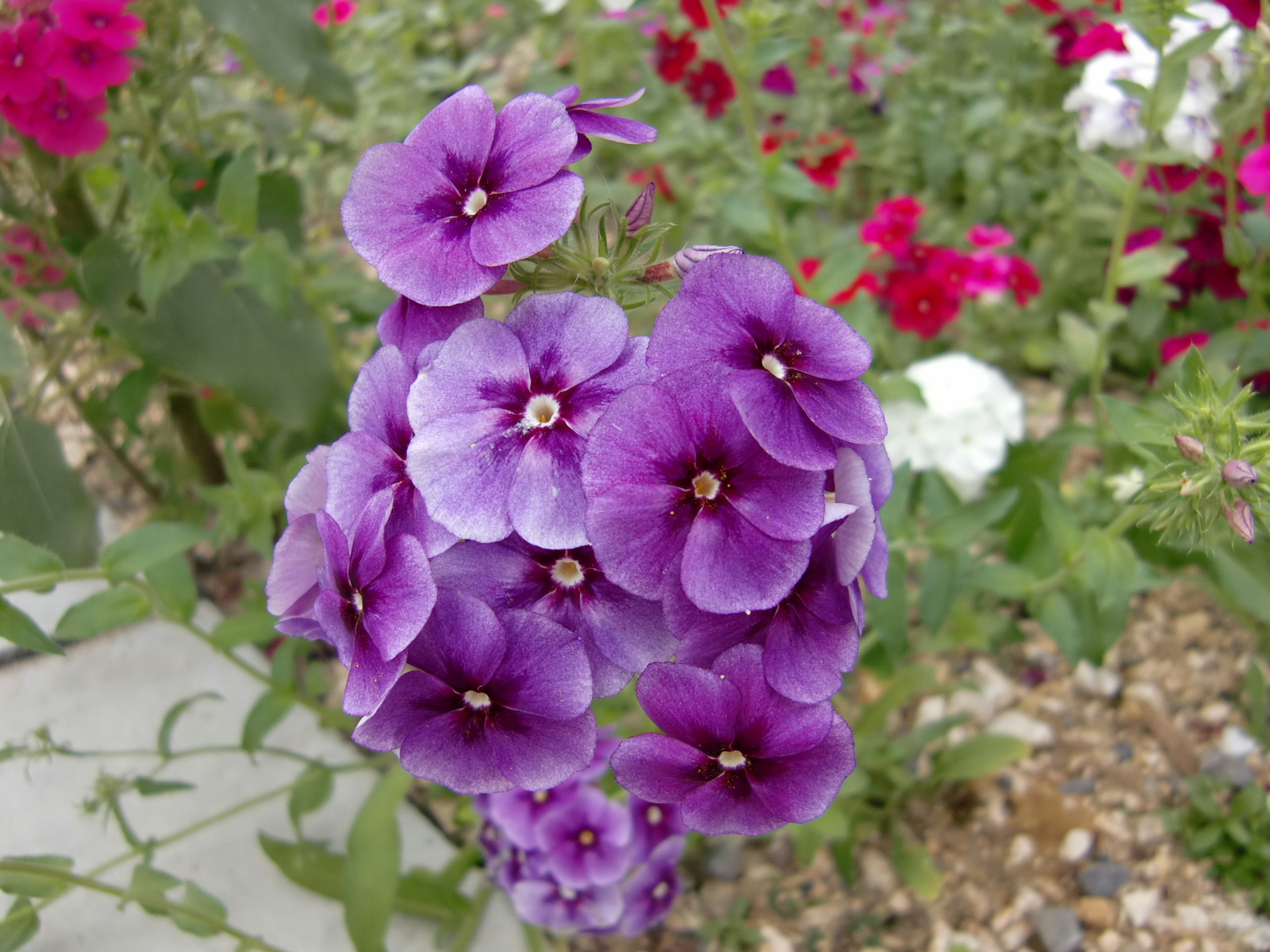 Vivaci gruppi di fiori viola che creano una bella esposizione