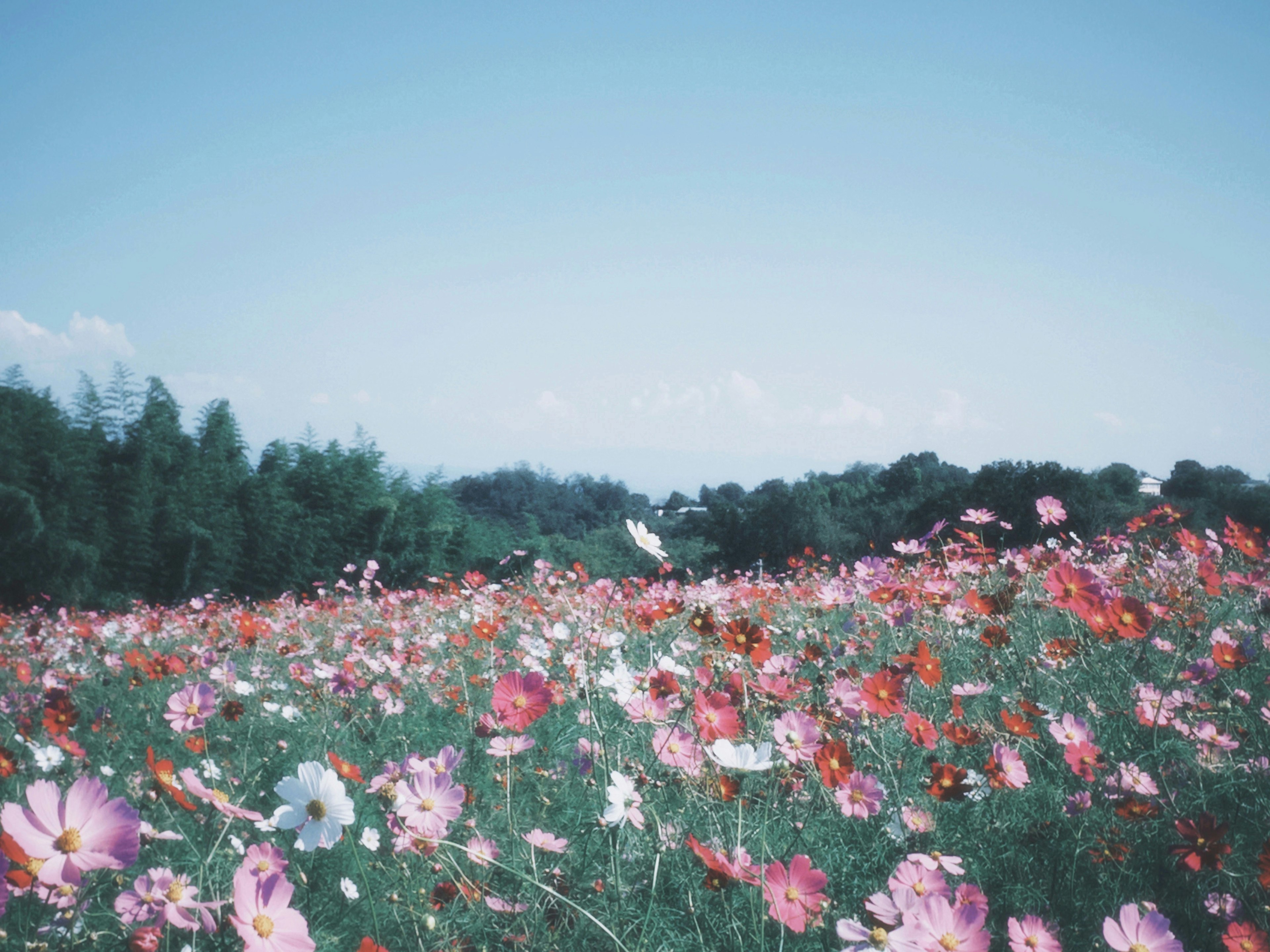 青空の下に広がる色とりどりの花畑