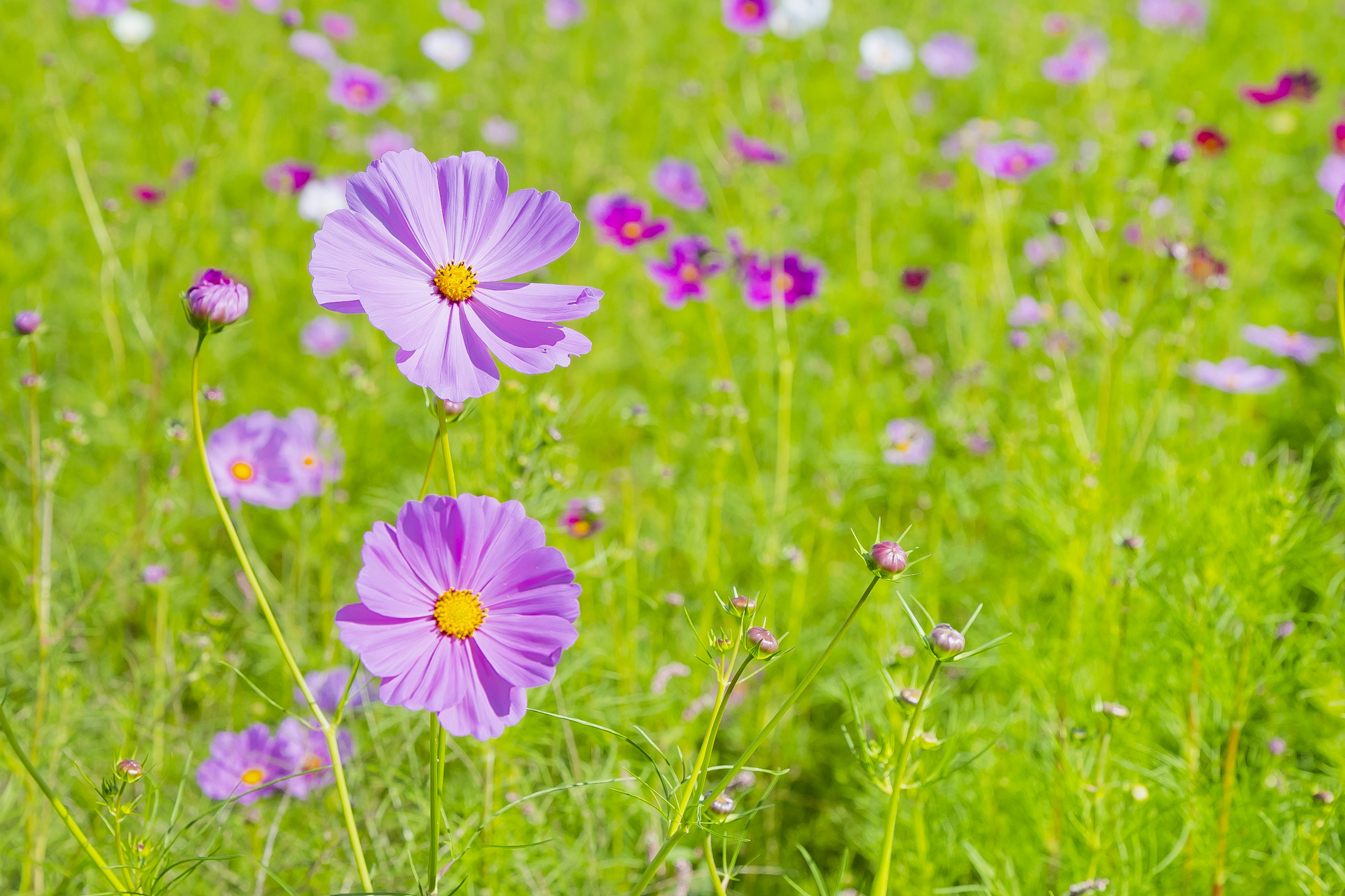 Bunga cosmos ungu mekar di padang hijau