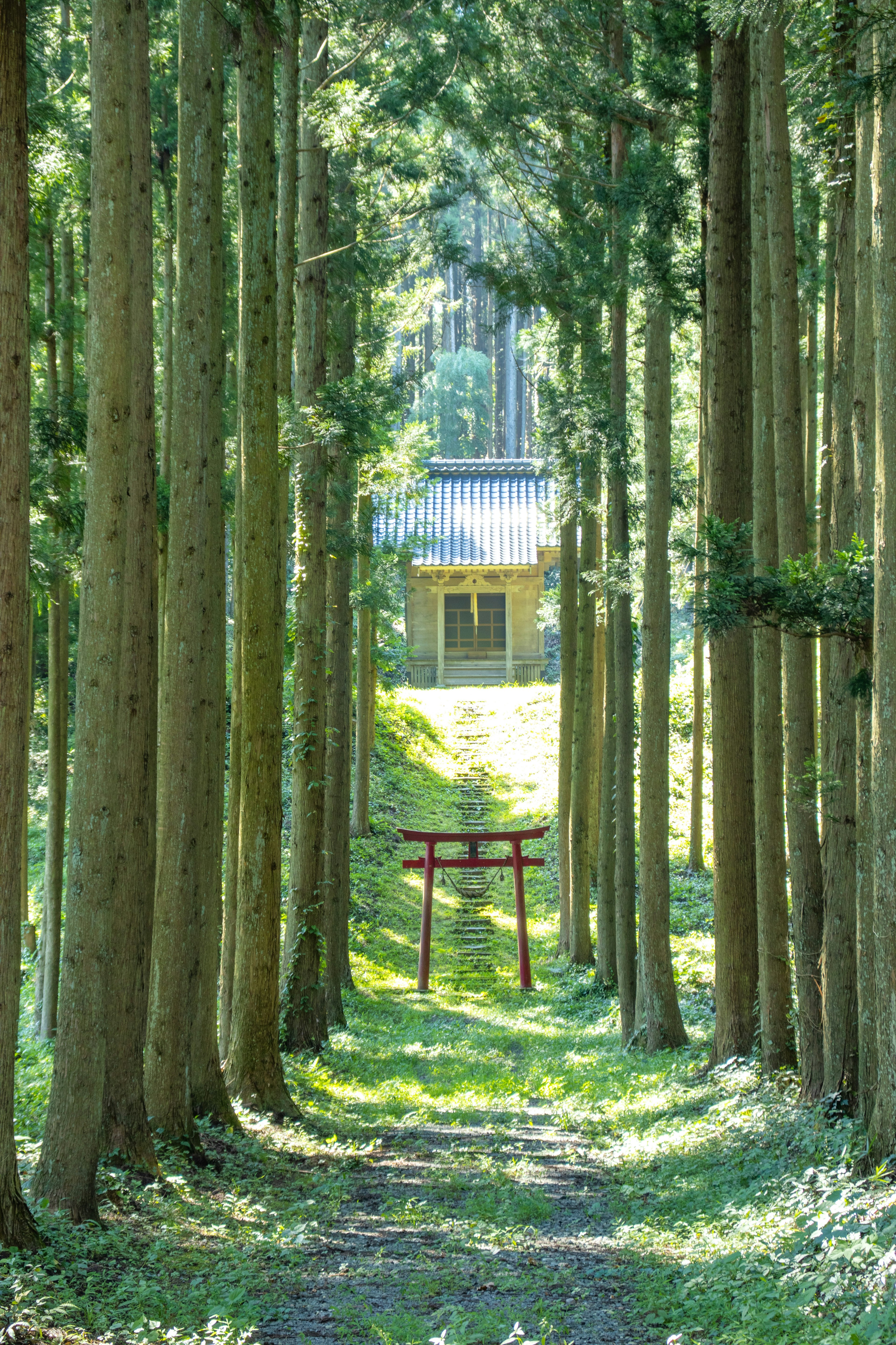 A red torii gate and a shrine building visible through a forest