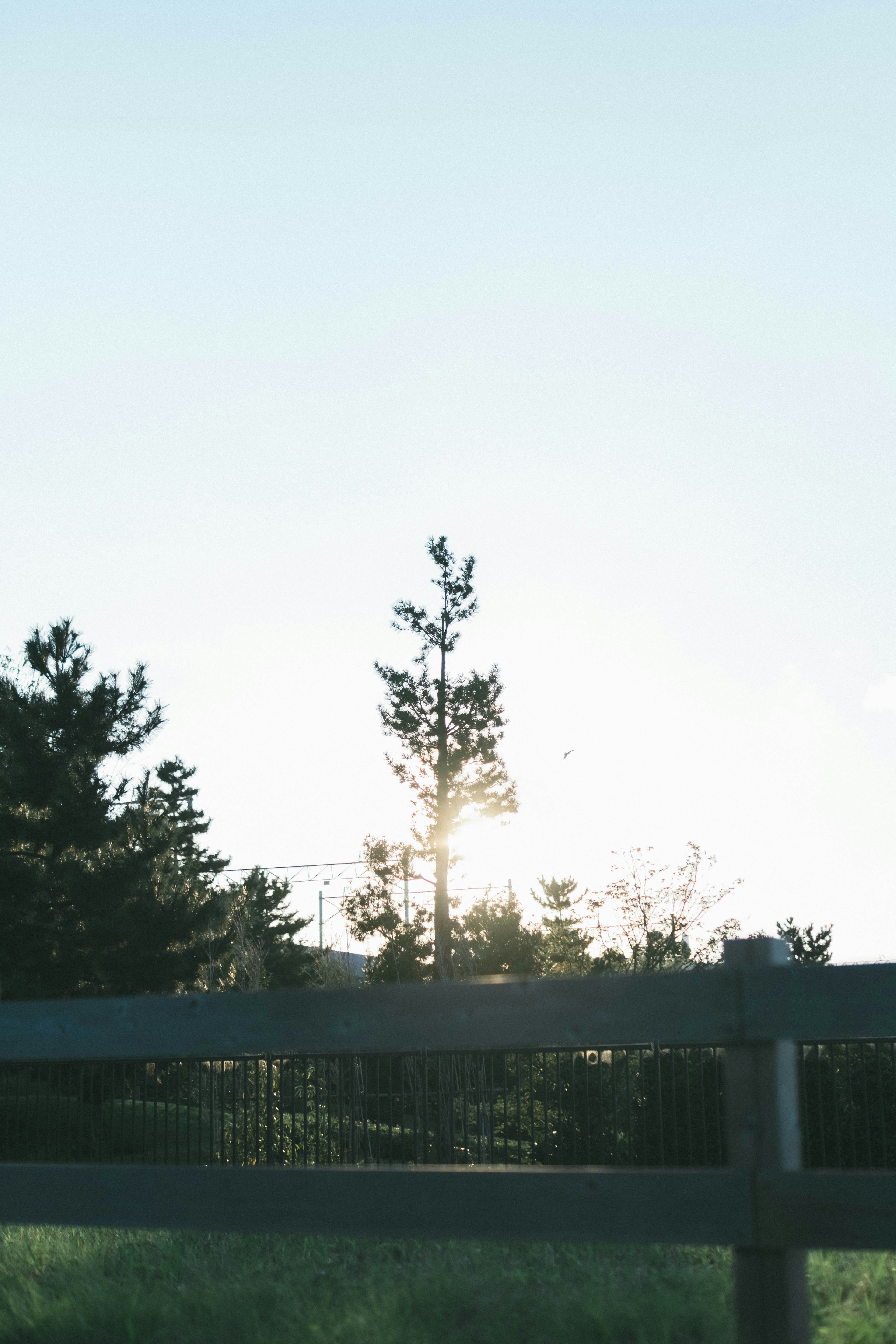 Una vista escénica de un árbol bajo un cielo azul con una cerca