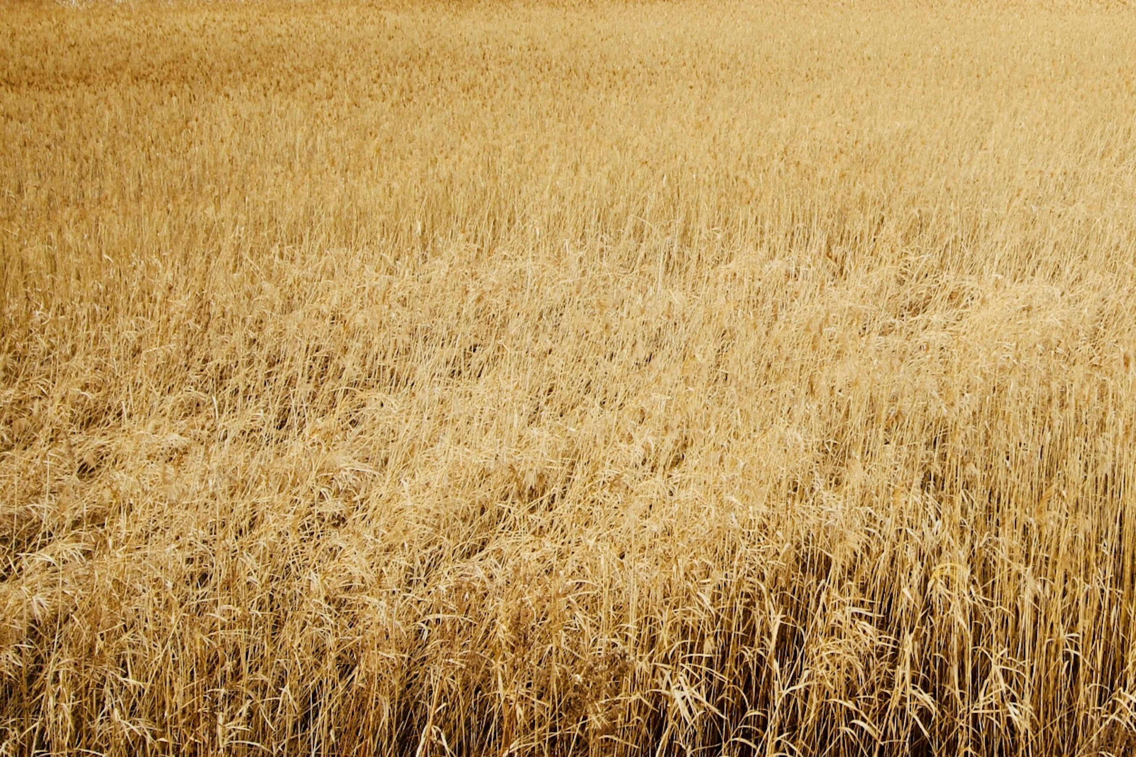 Weitläufiges goldenes Weizenfeld im sanften Licht