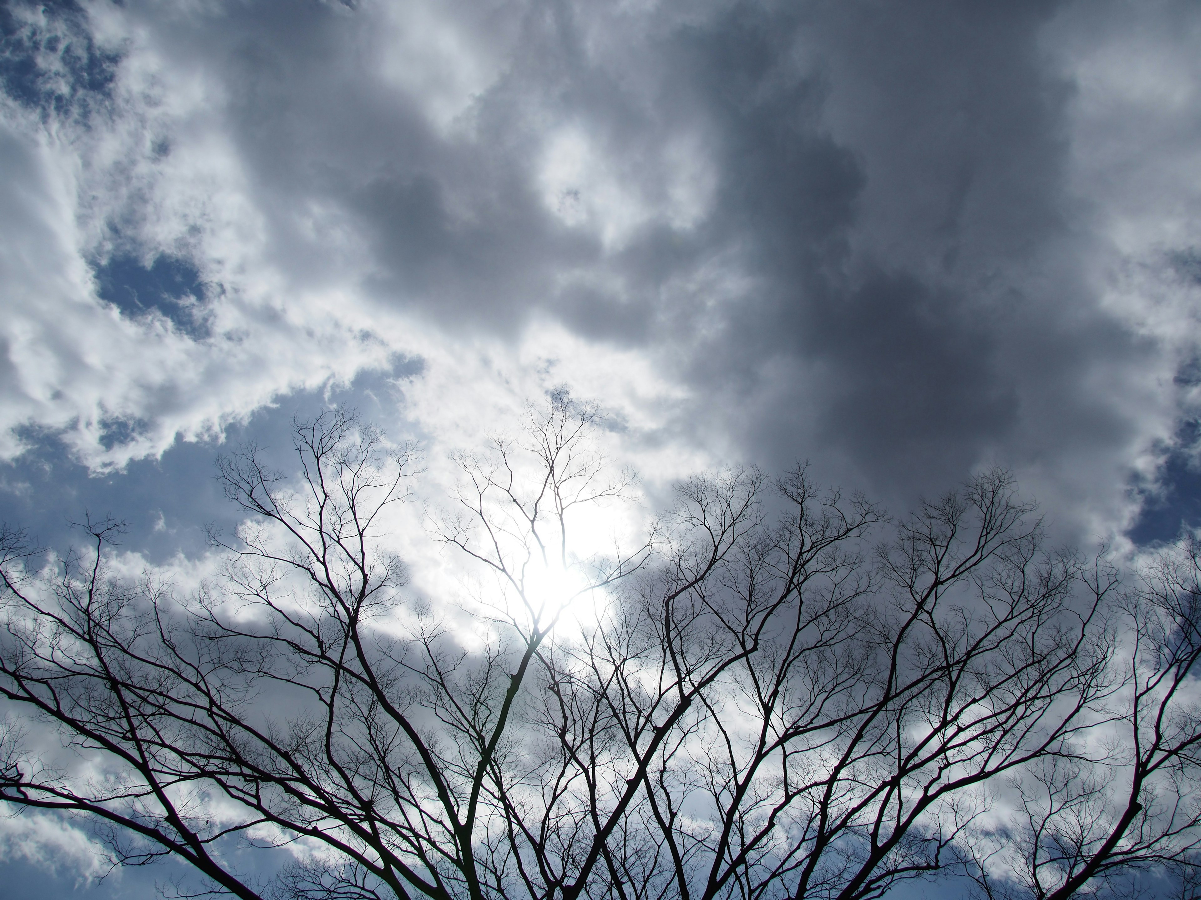 Silhouette of a bare tree against a backdrop of blue sky and clouds