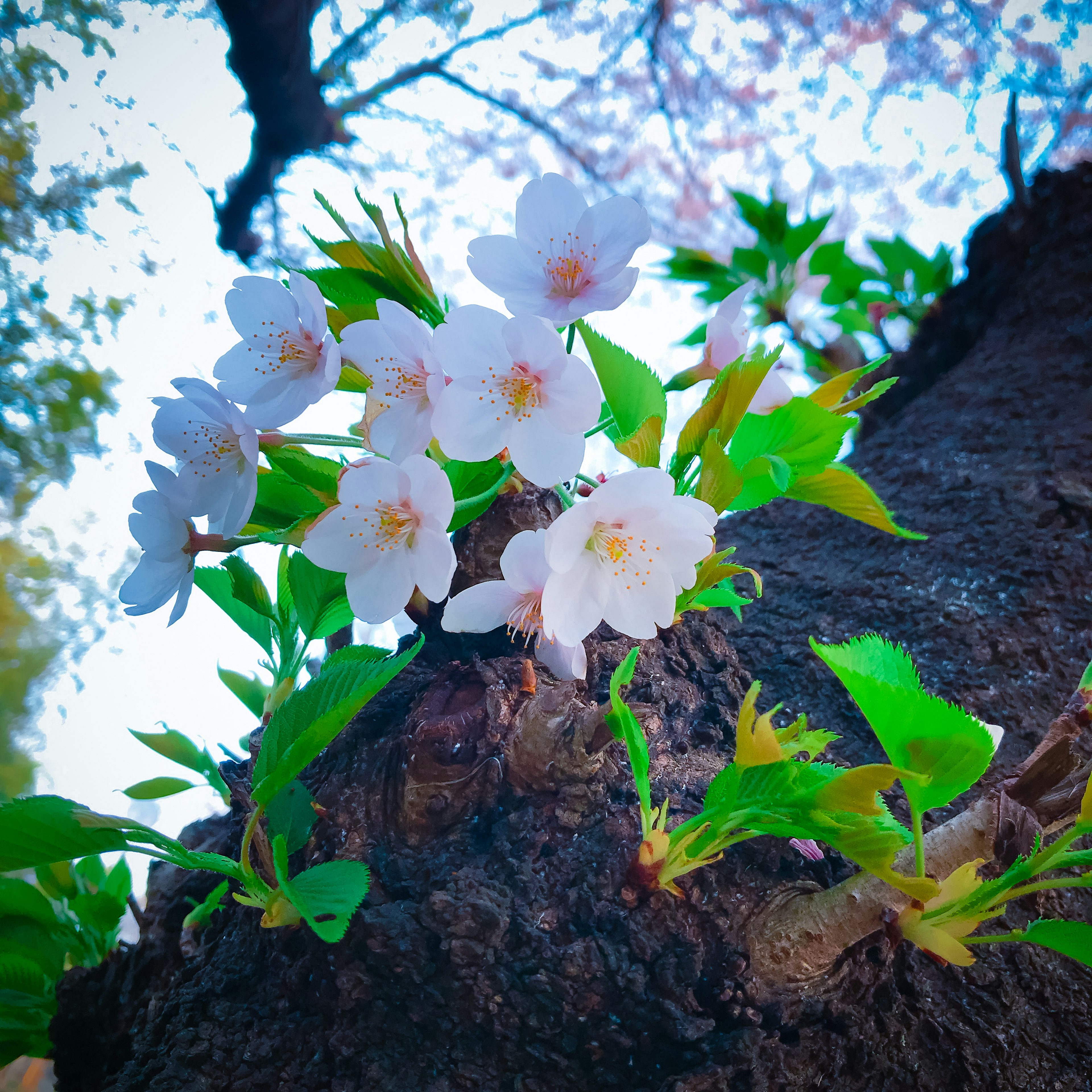 Gros plan sur des fleurs de cerisier en fleurs sur un tronc d'arbre