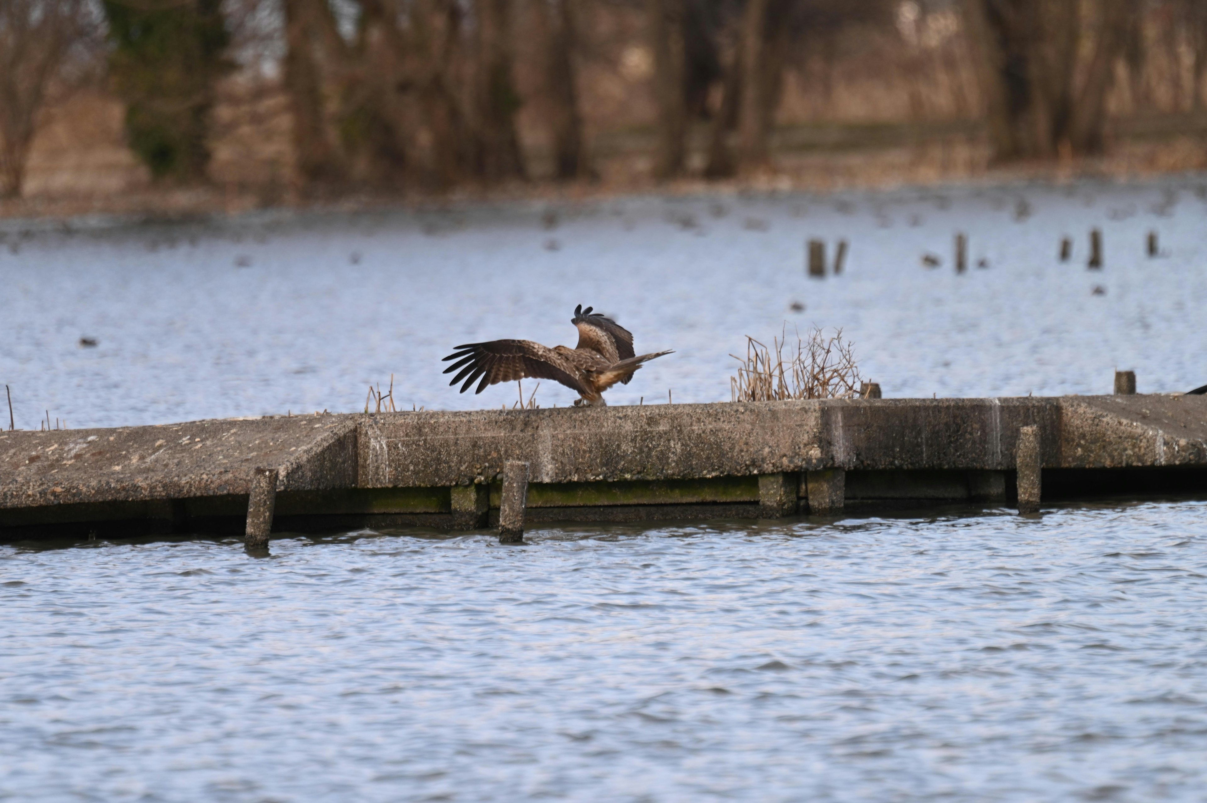 水辺に立つ鳥が飛び立つ姿