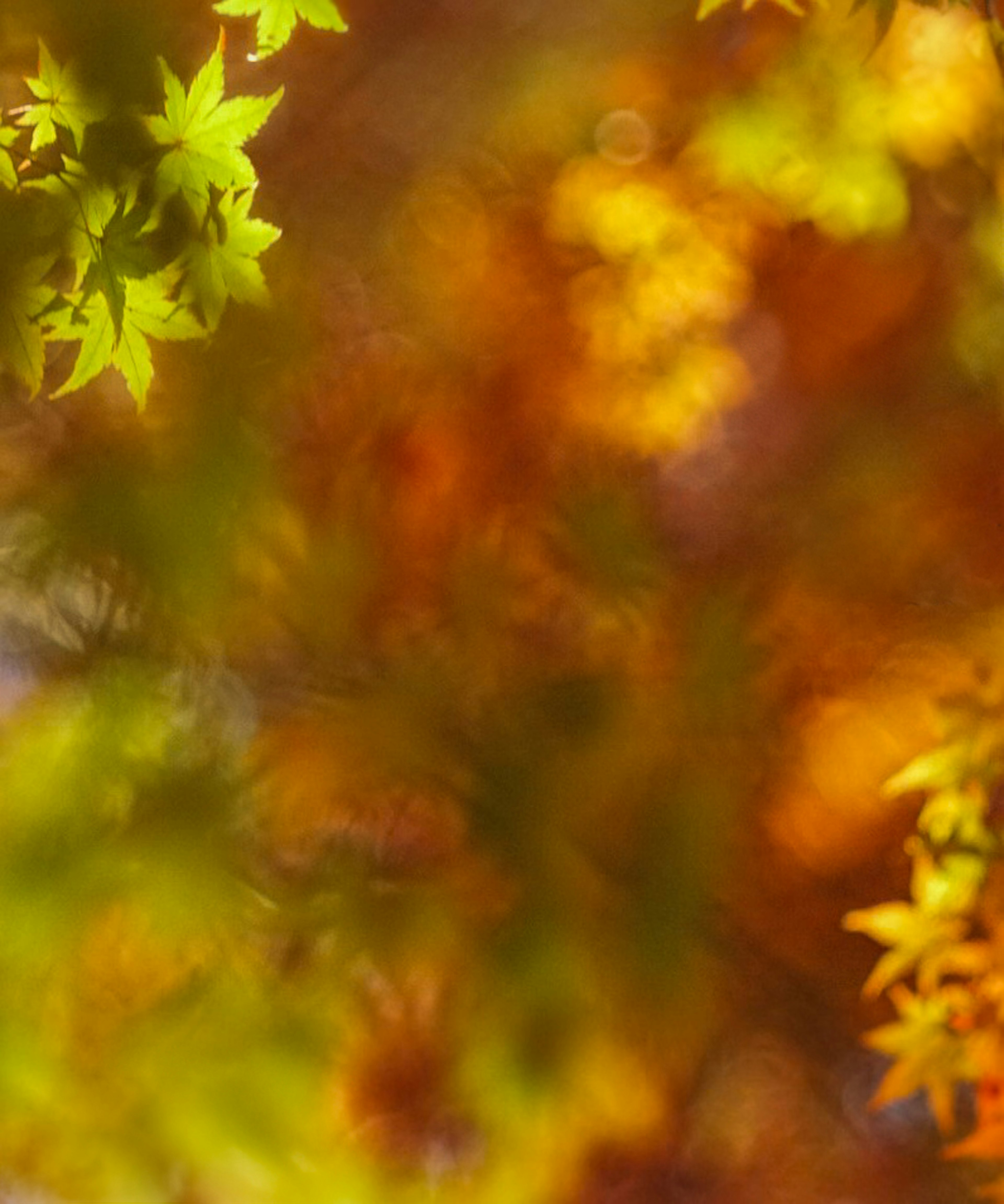 Vista sfocata di foglie autunnali colorate in varie tonalità