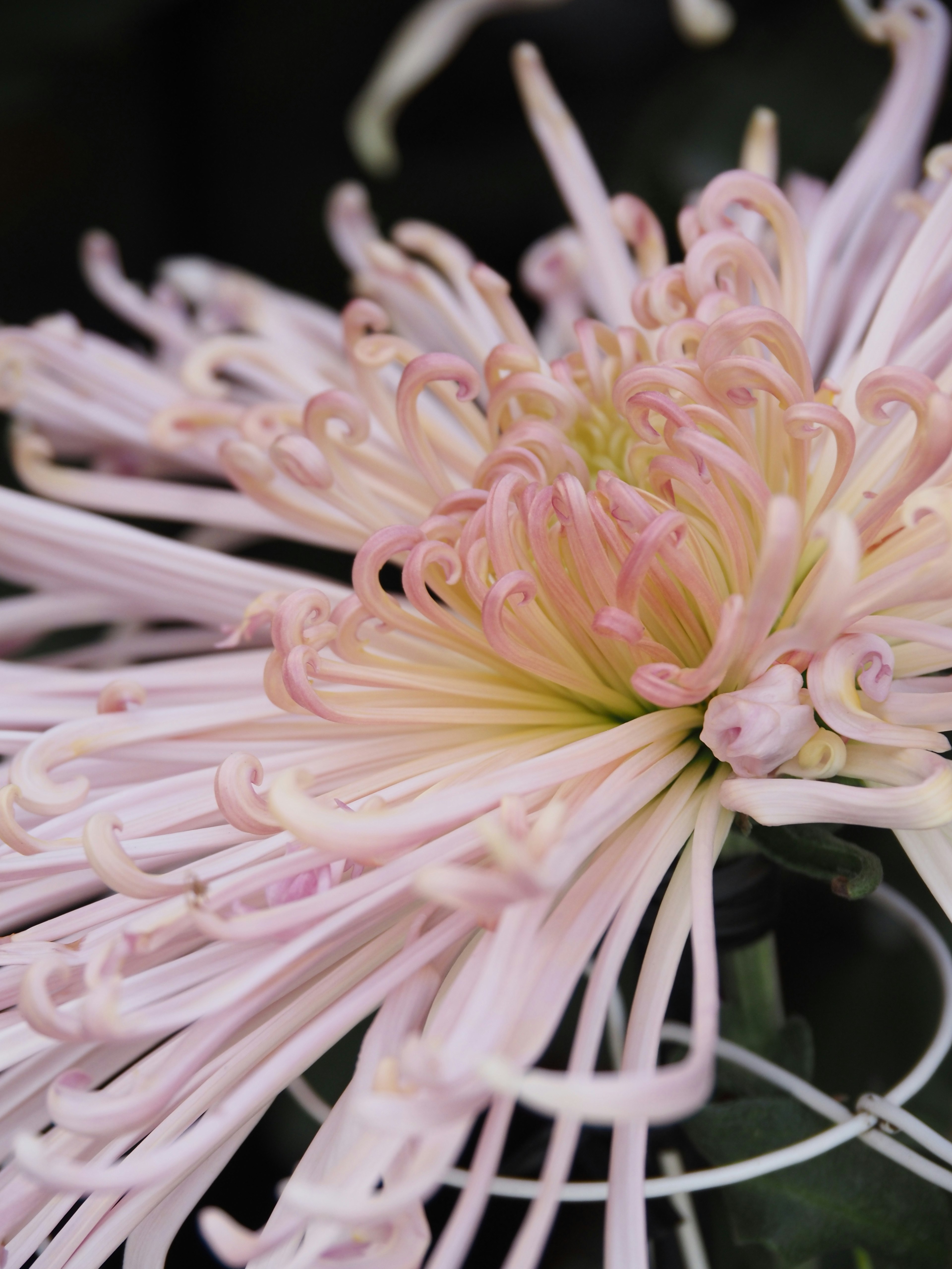 Primer plano de una hermosa flor de crisantemo con pétalos rosas