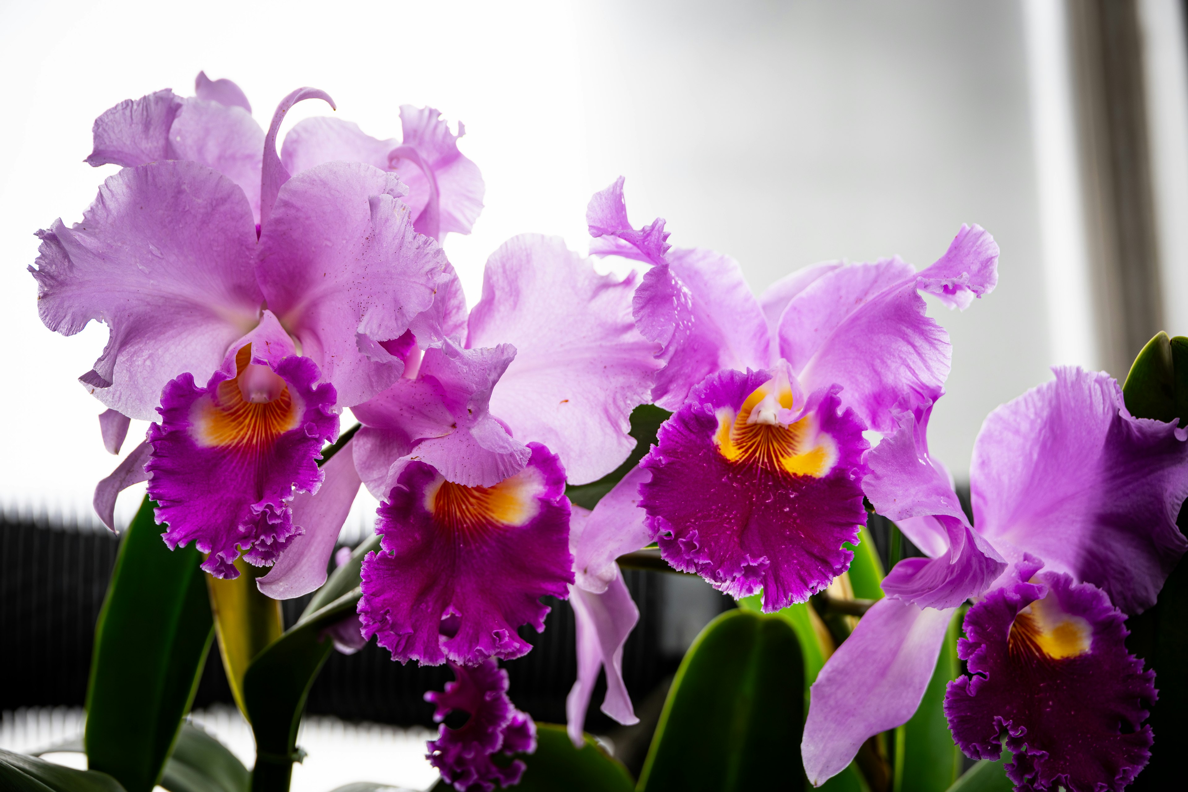 Violette Cattleya-Orchideen in Blüte