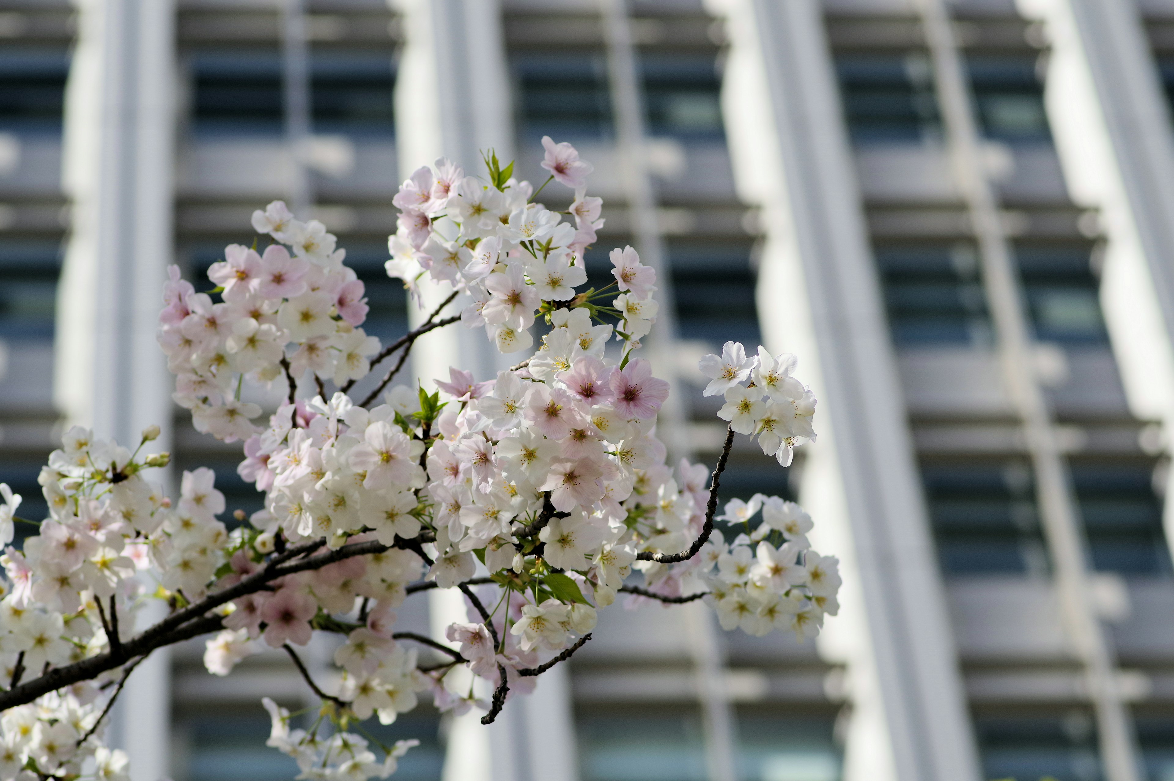 Cabang bunga sakura dengan bunga putih dan merah muda di depan gedung modern