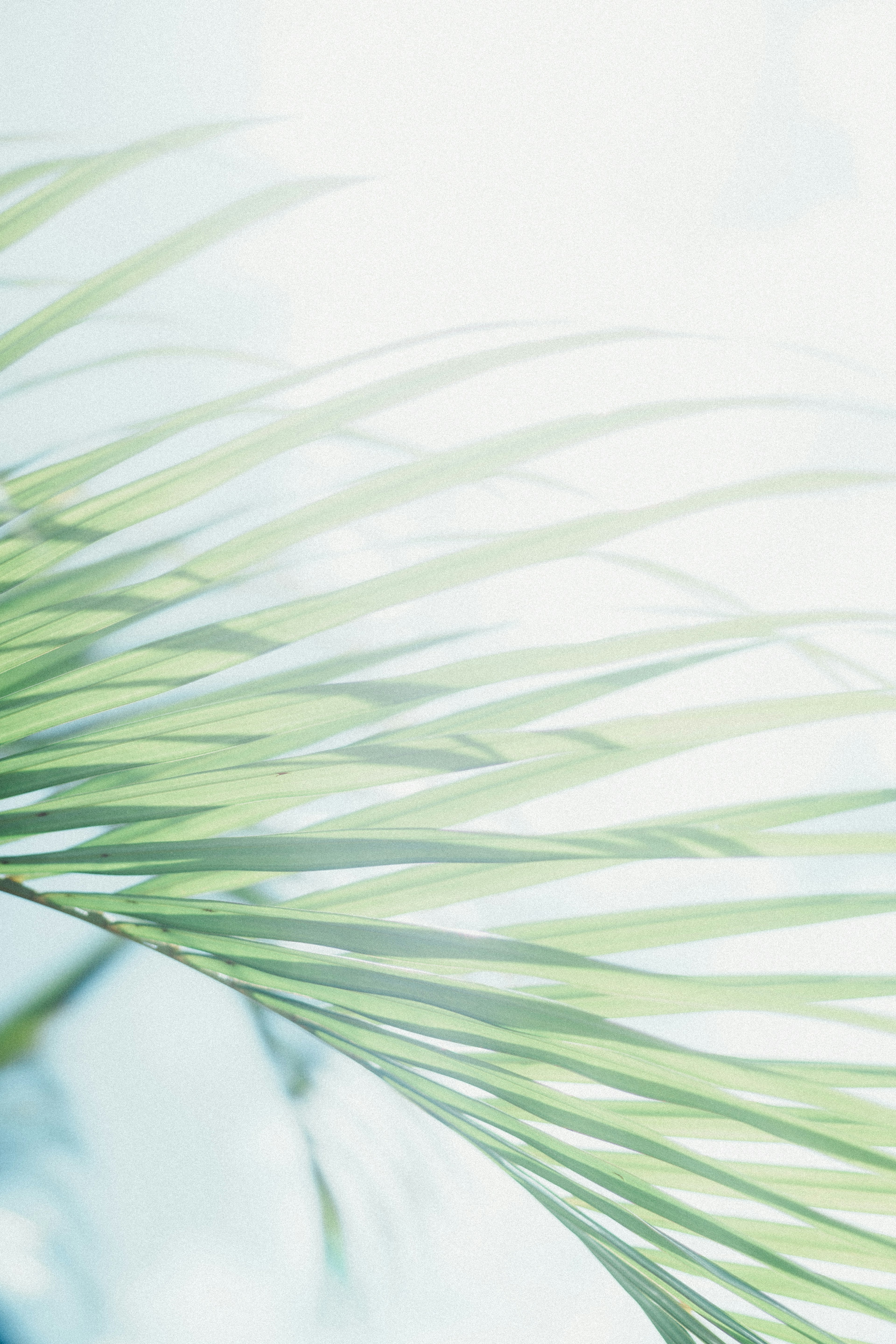 Soft green leaves illuminated by gentle light