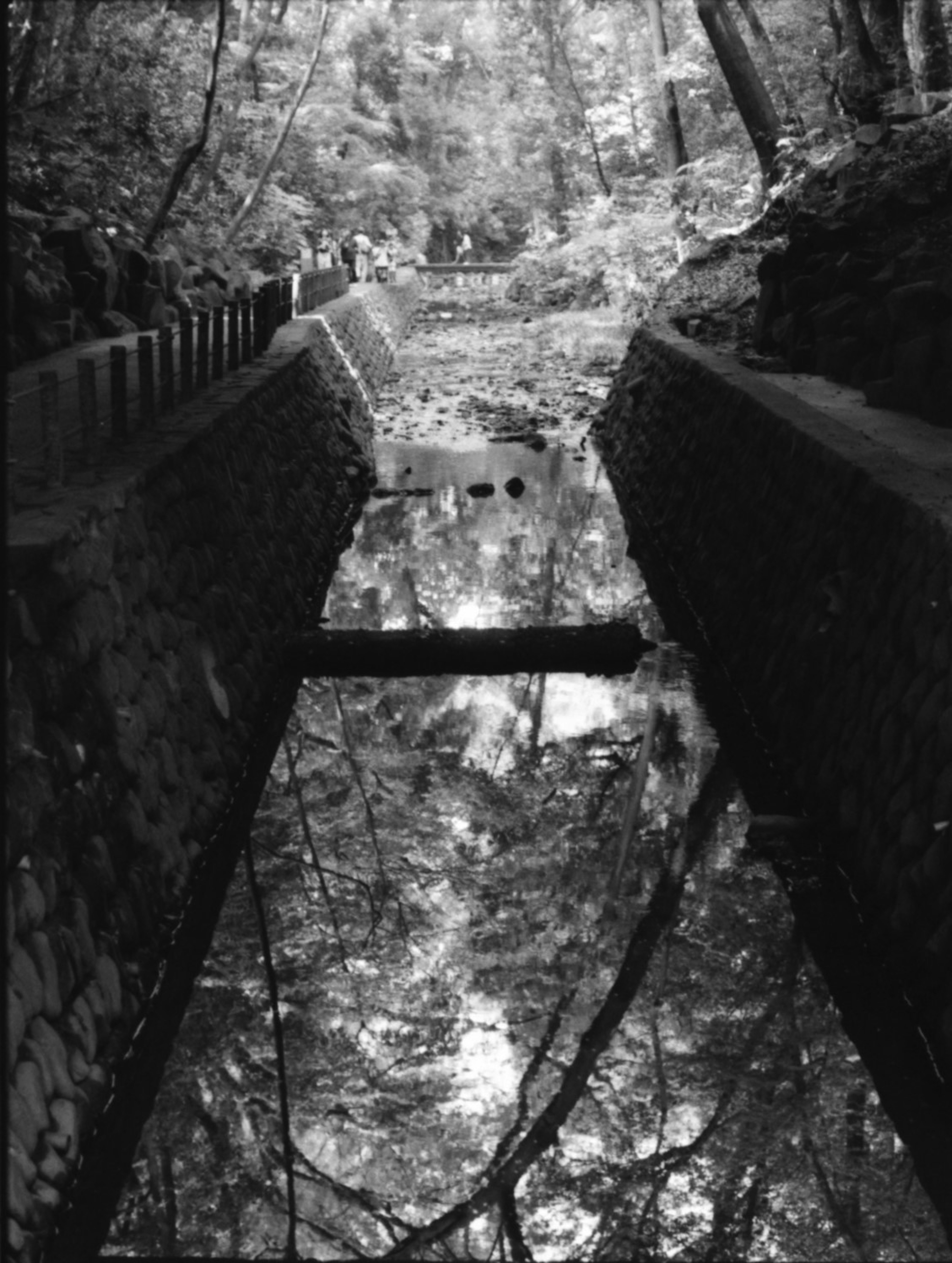 Black and white landscape featuring a forest pathway and water reflections