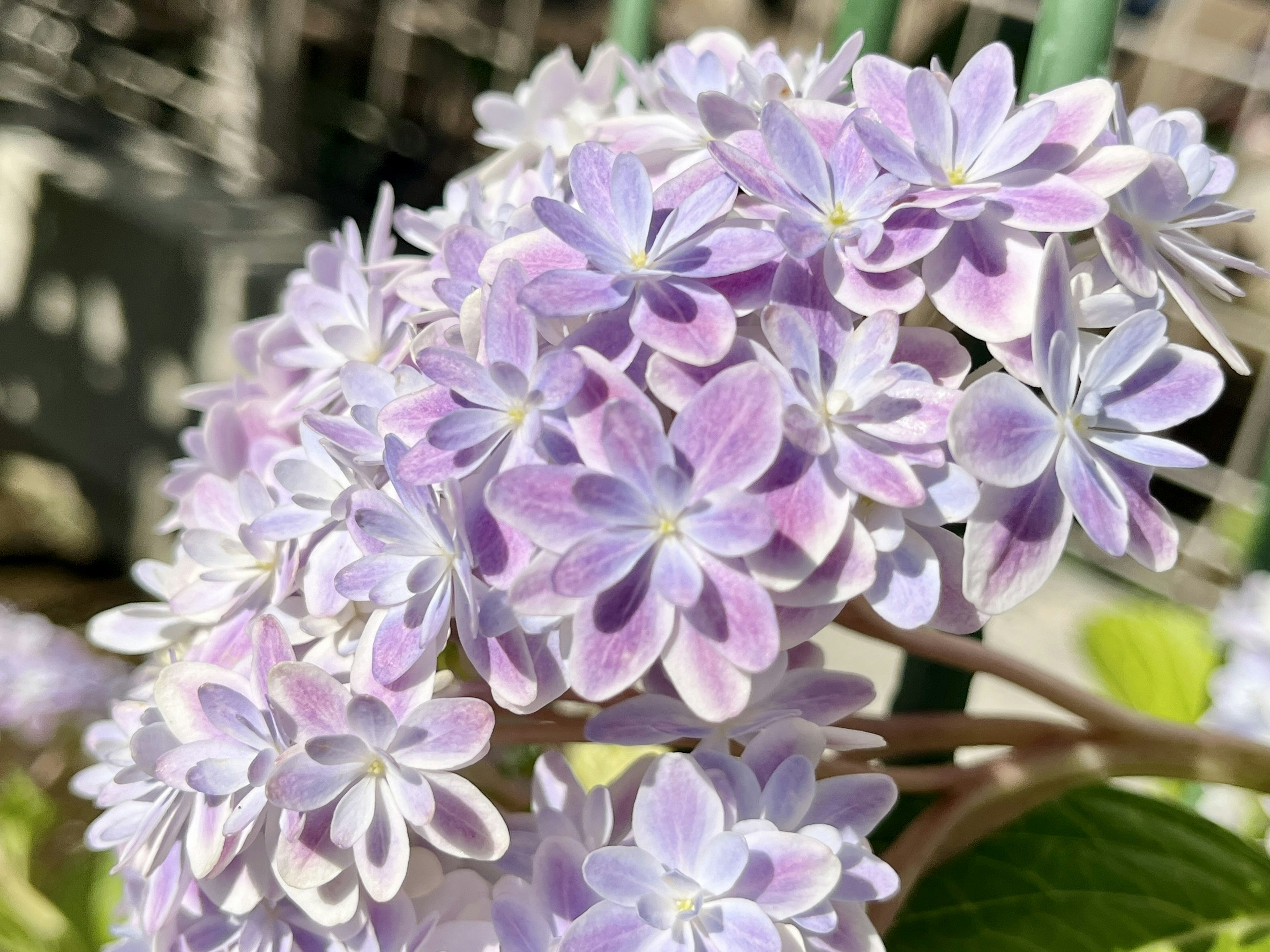 紫色の花が咲く植物のクローズアップ