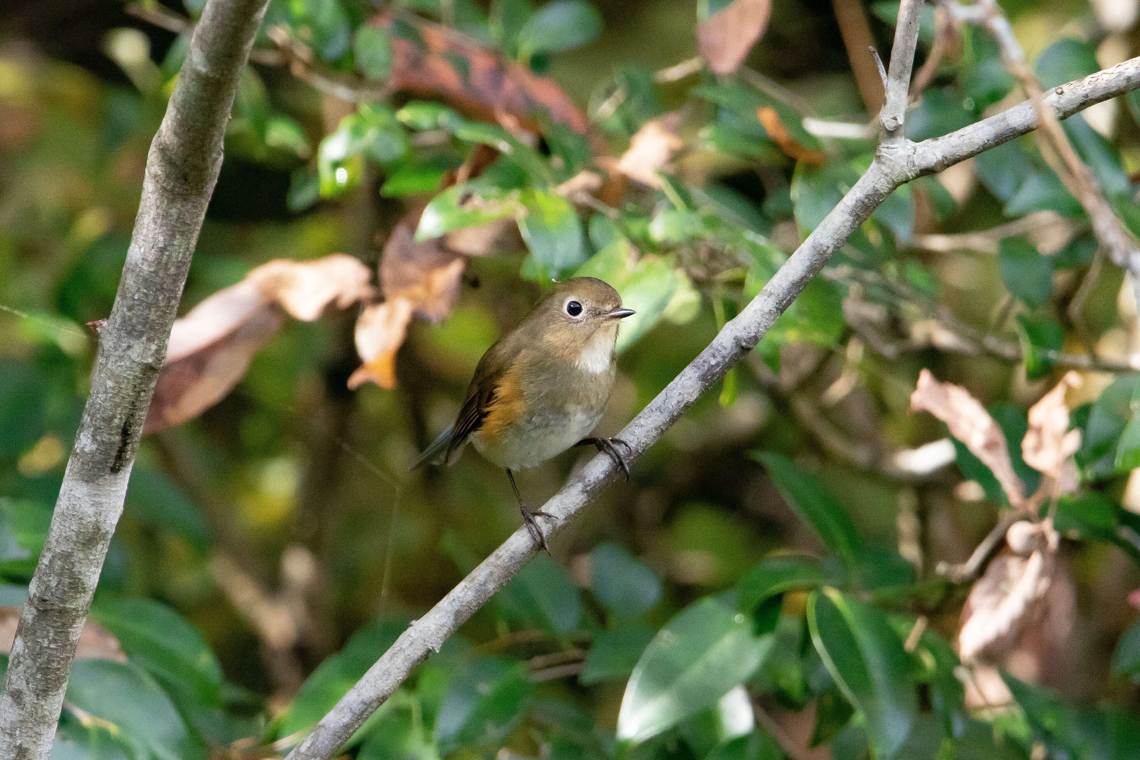 A small bird perched on a branch amidst green foliage