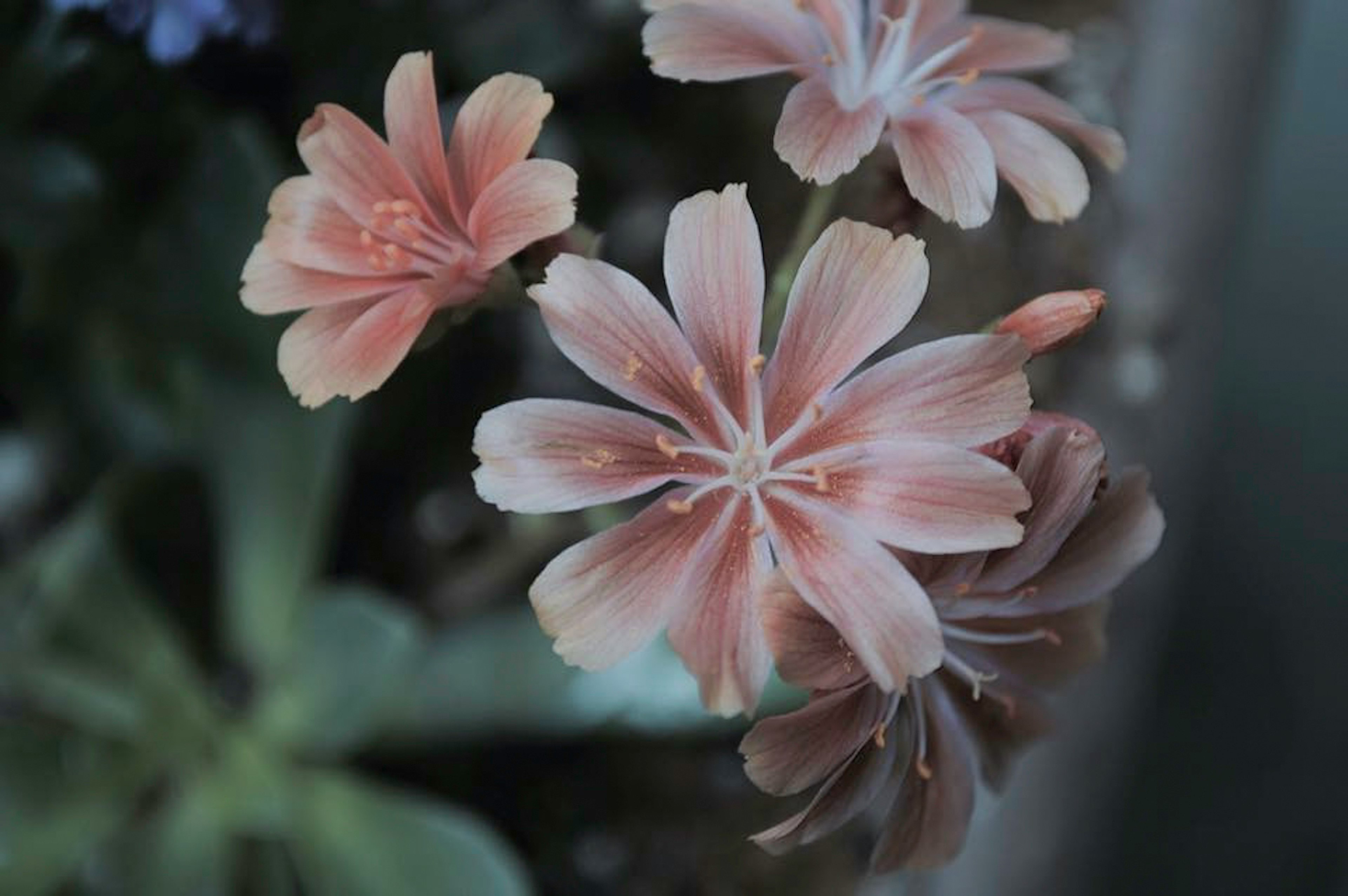 淡いピンク色の花が咲いている植物のクローズアップ