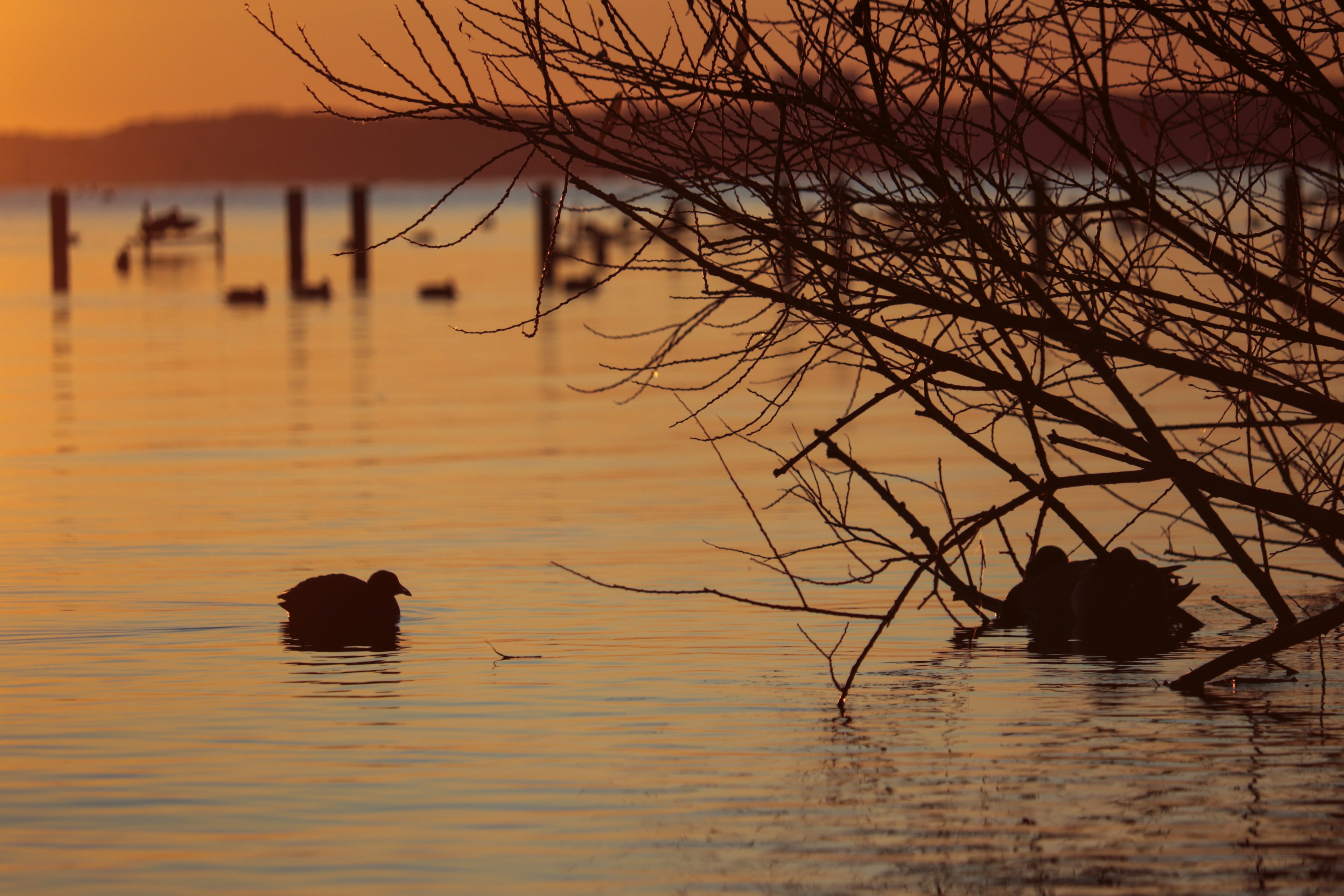 Deux canards flottant sur l'eau au coucher du soleil avec des branches au premier plan