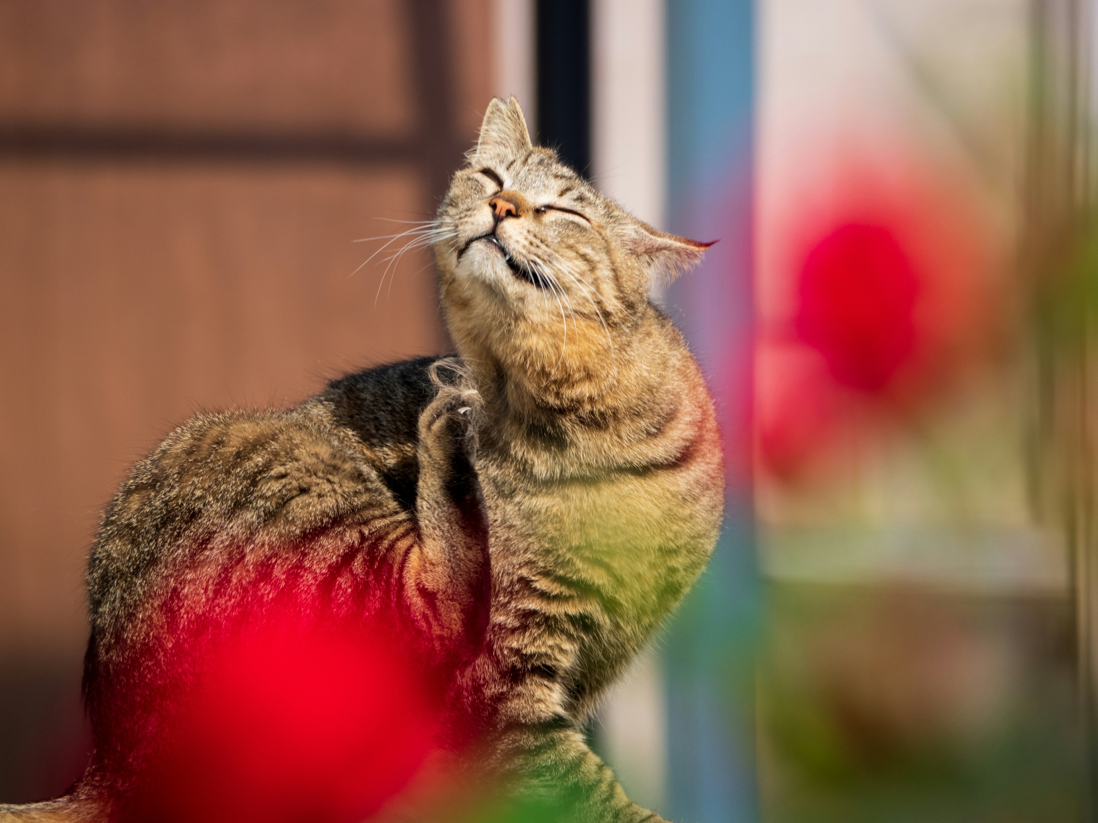 A cat scratching itself in front of colorful flowers