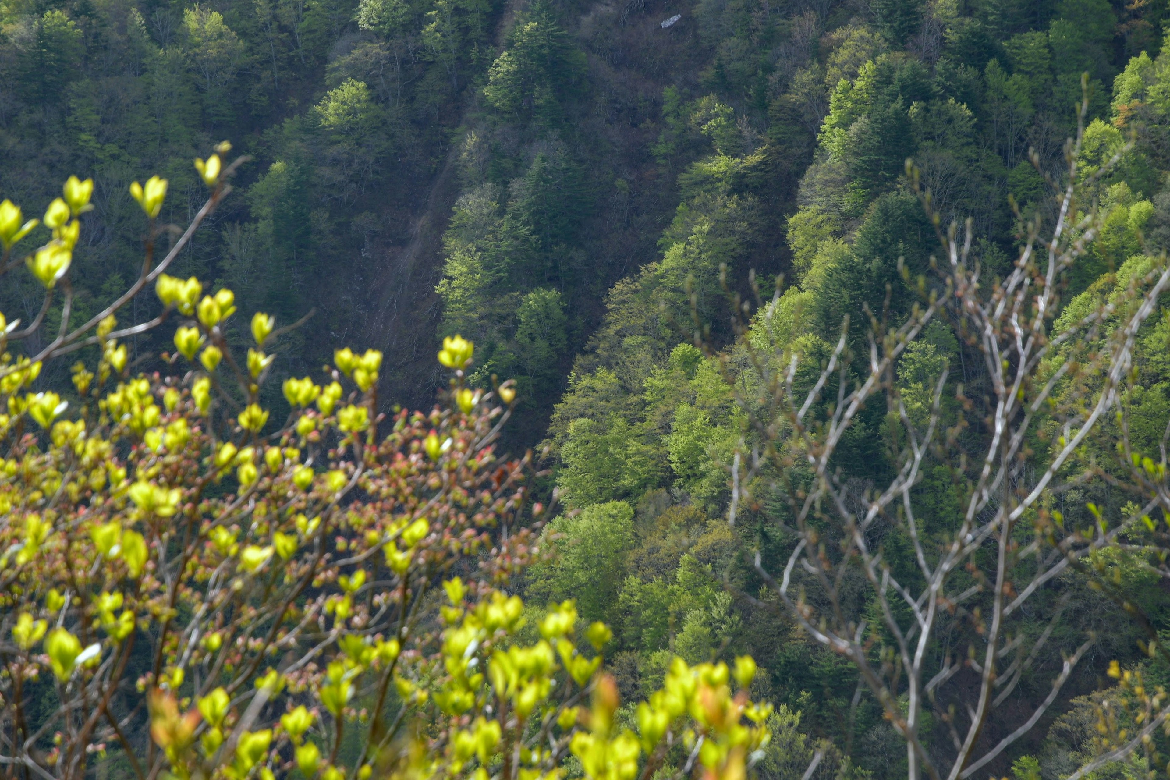 Paesaggio forestale con foglie verdi e gemme