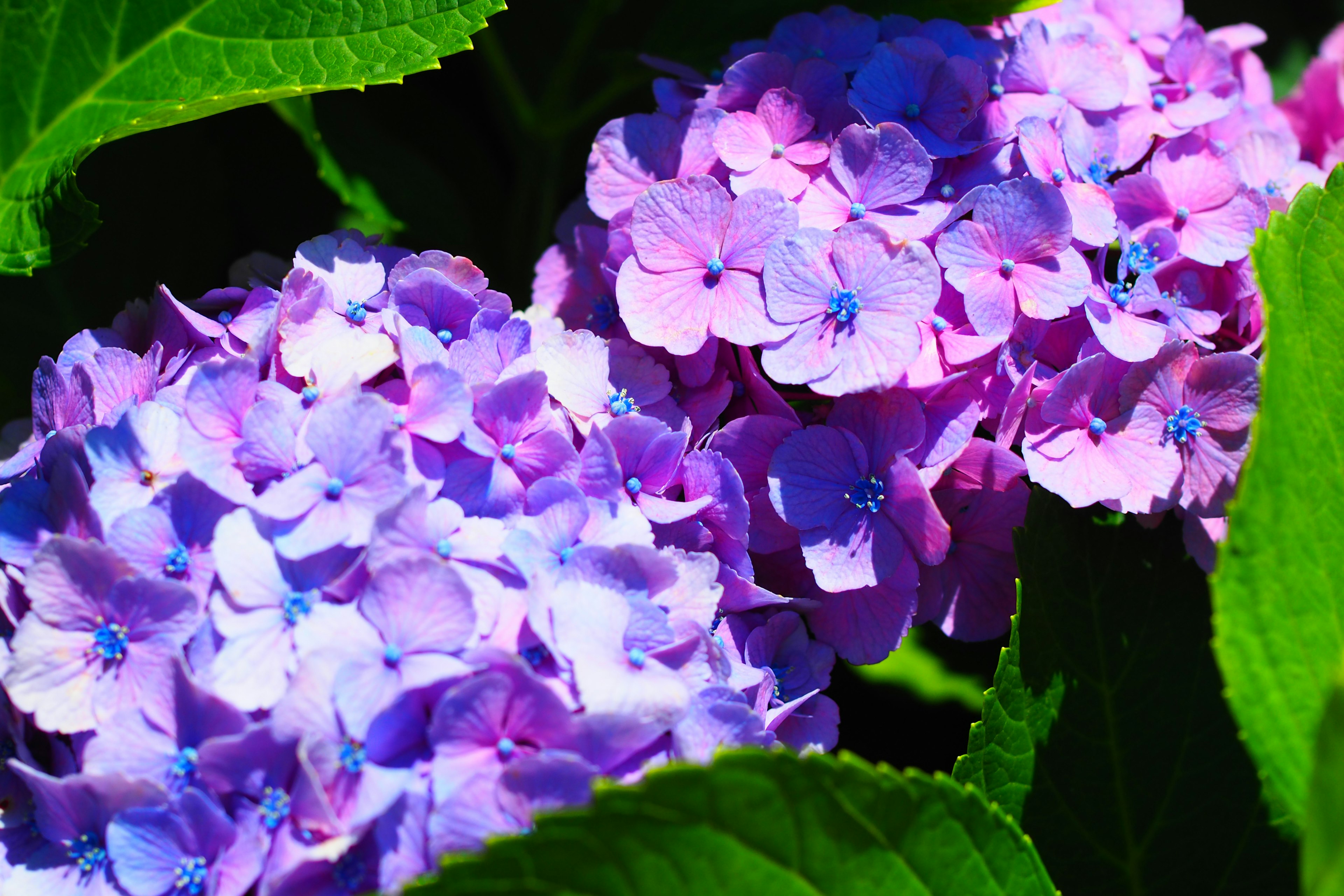 Primer plano de flores de hortensia en tonos de azul y púrpura con hojas verdes