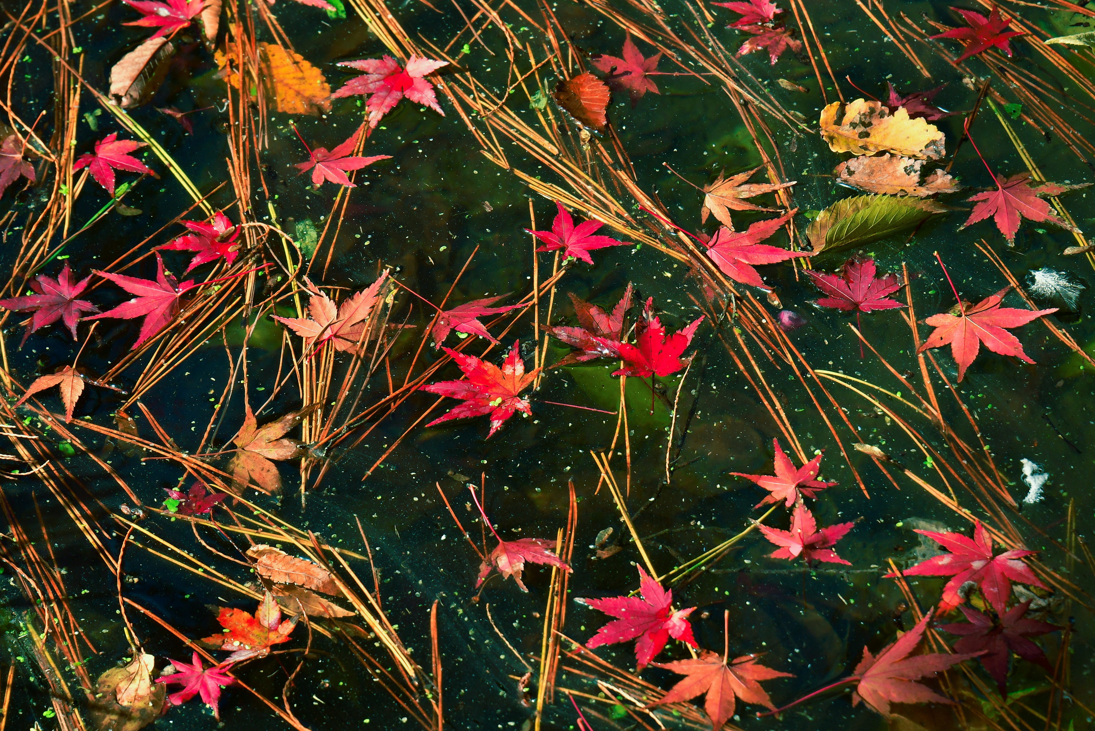 Beautiful scene of red maple leaves and pine needles floating on water