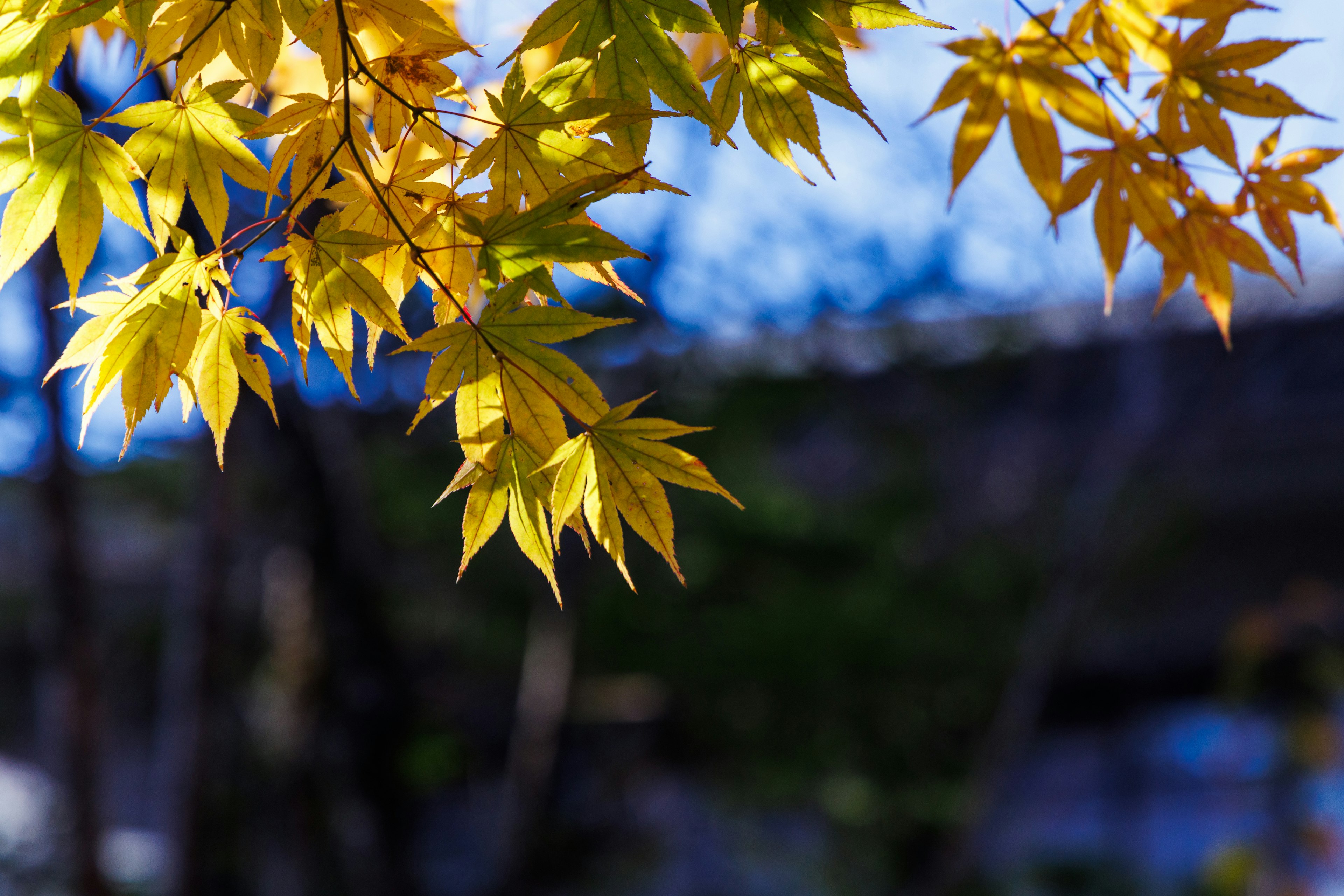 Vibrant yellow leaves shining under a blue sky in an autumn landscape