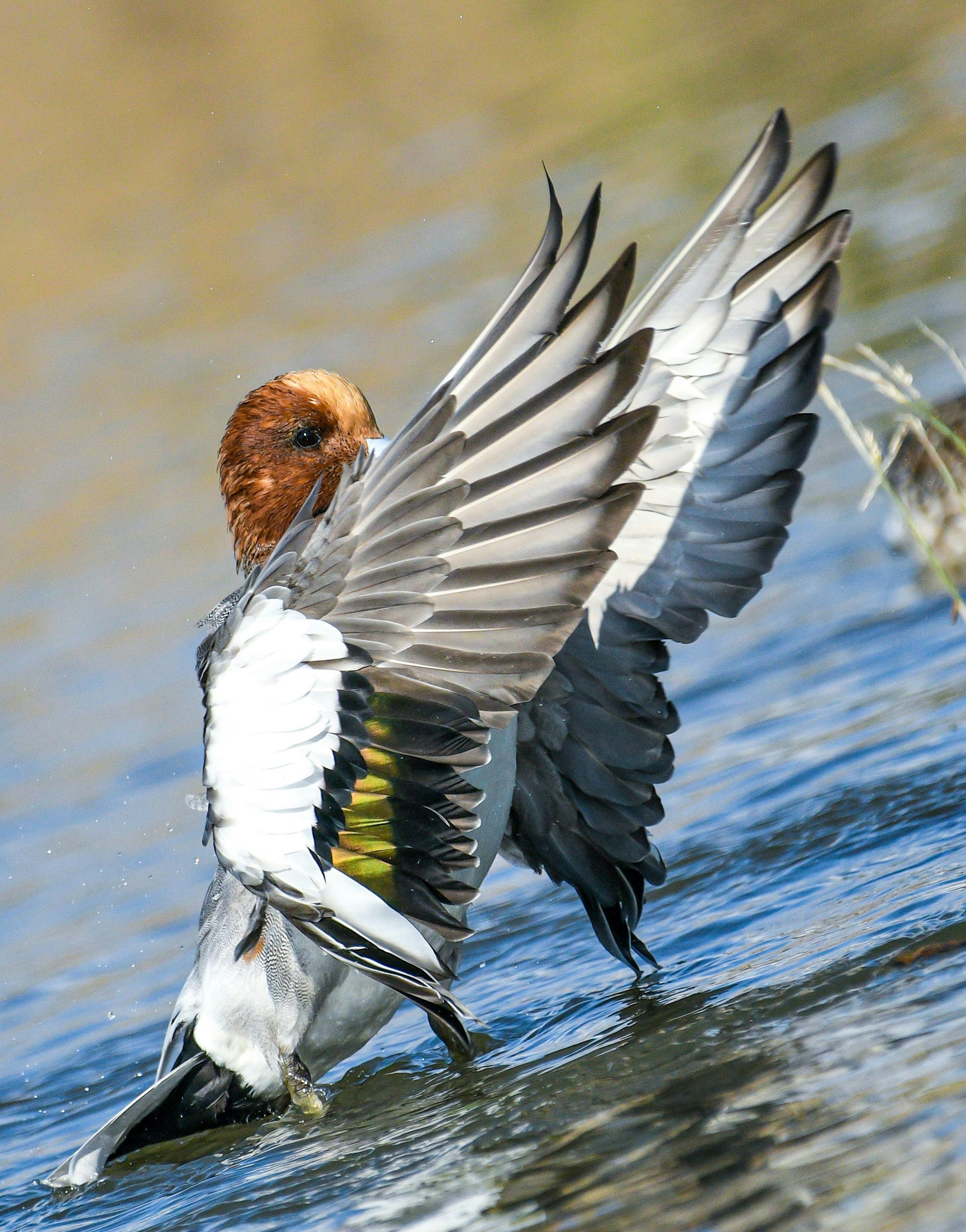 Male duck spreading wings in water