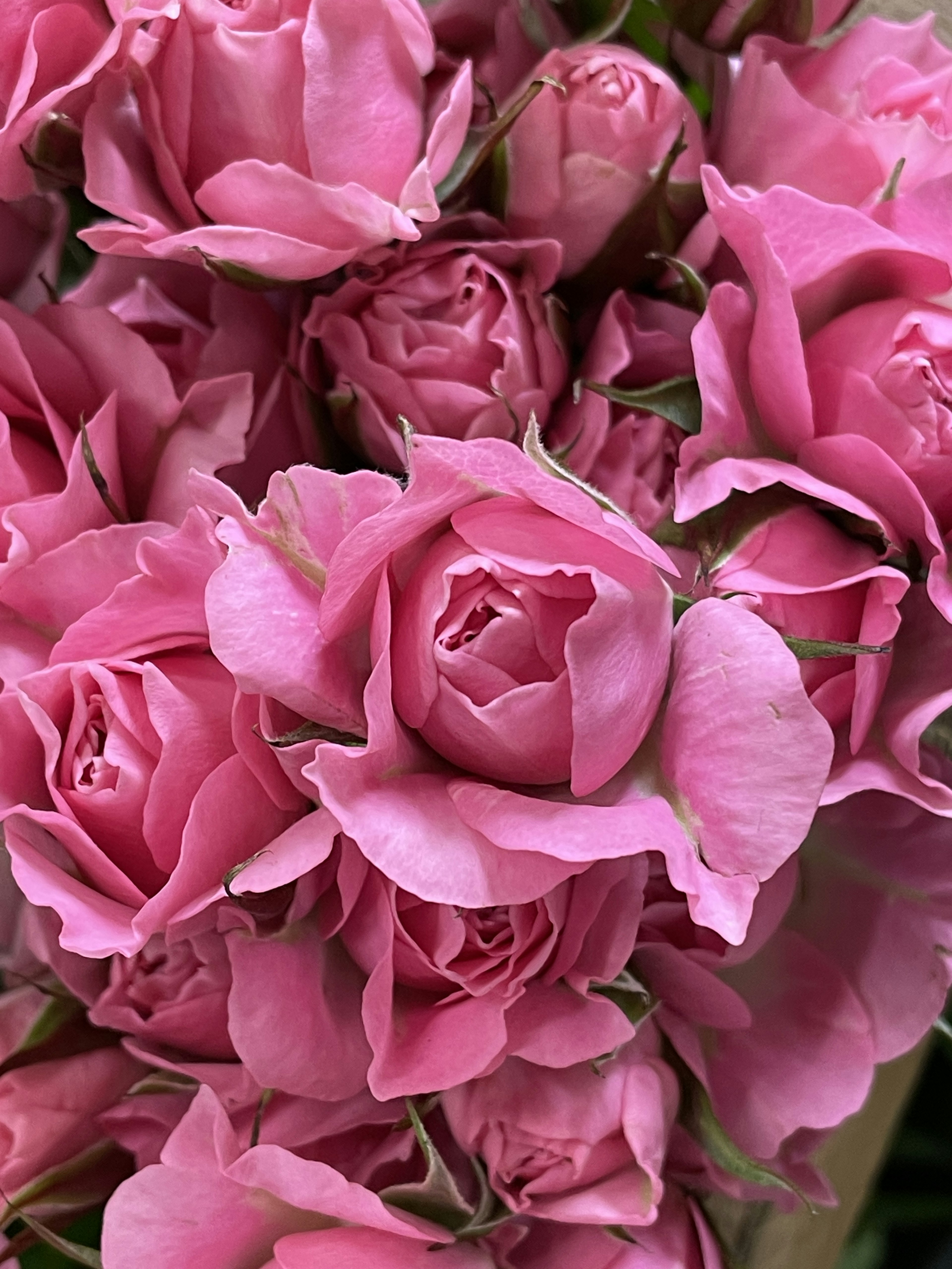 A cluster of vibrant pink roses overlapping each other