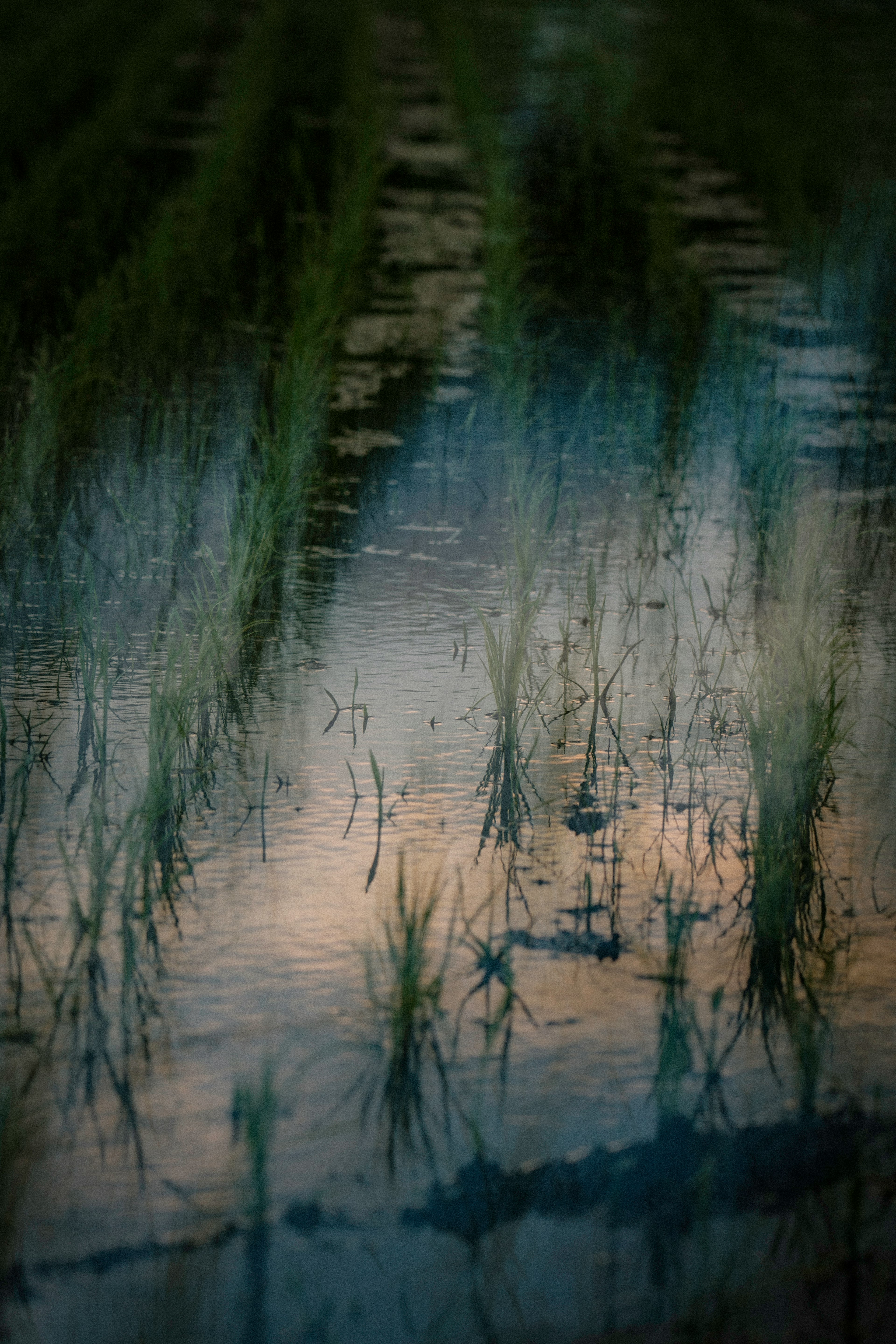 Riflessi di piante di riso in un campo allagato con tonalità di tramonto