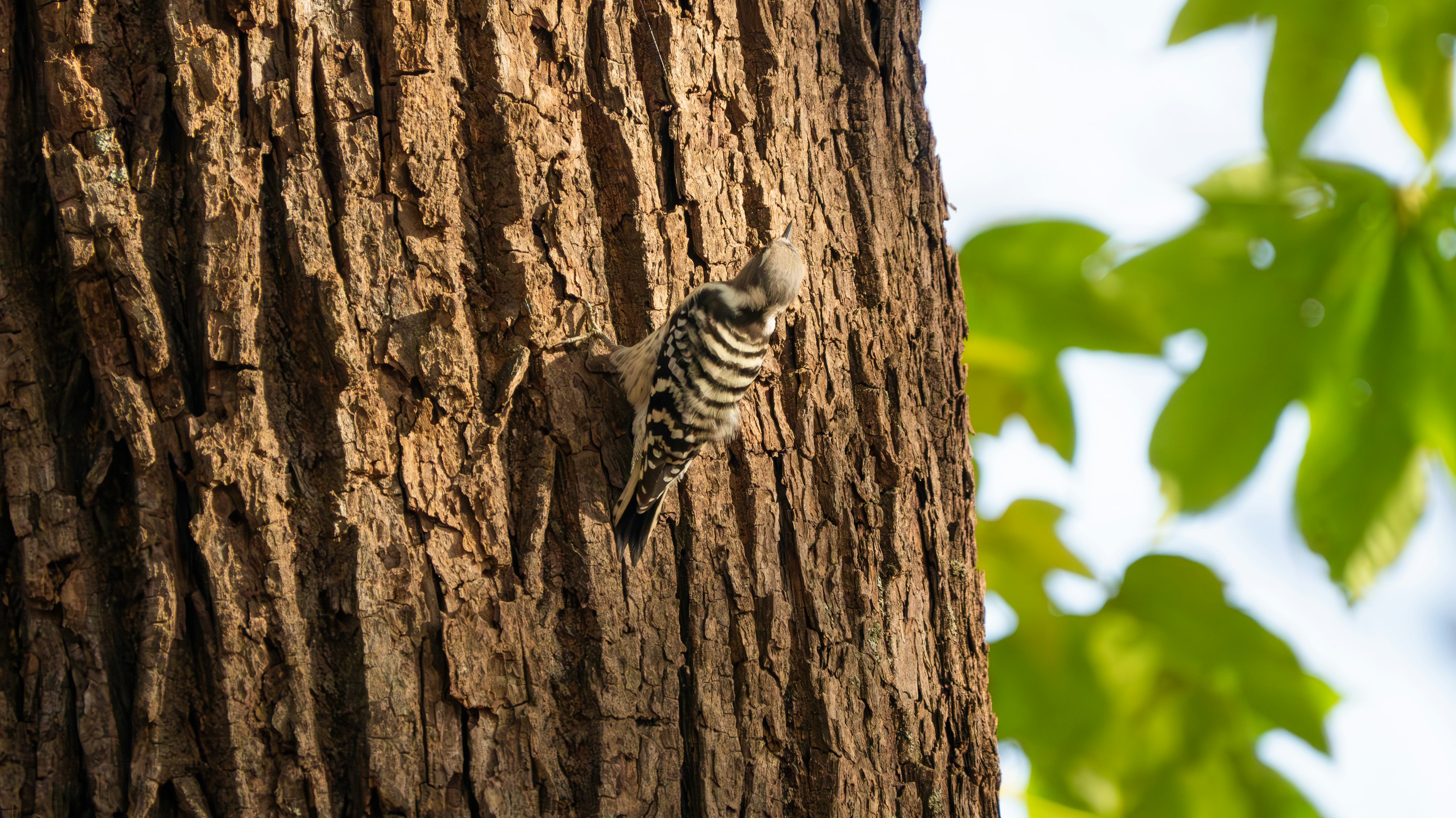 Pájaro de rayas posado en un tronco de árbol