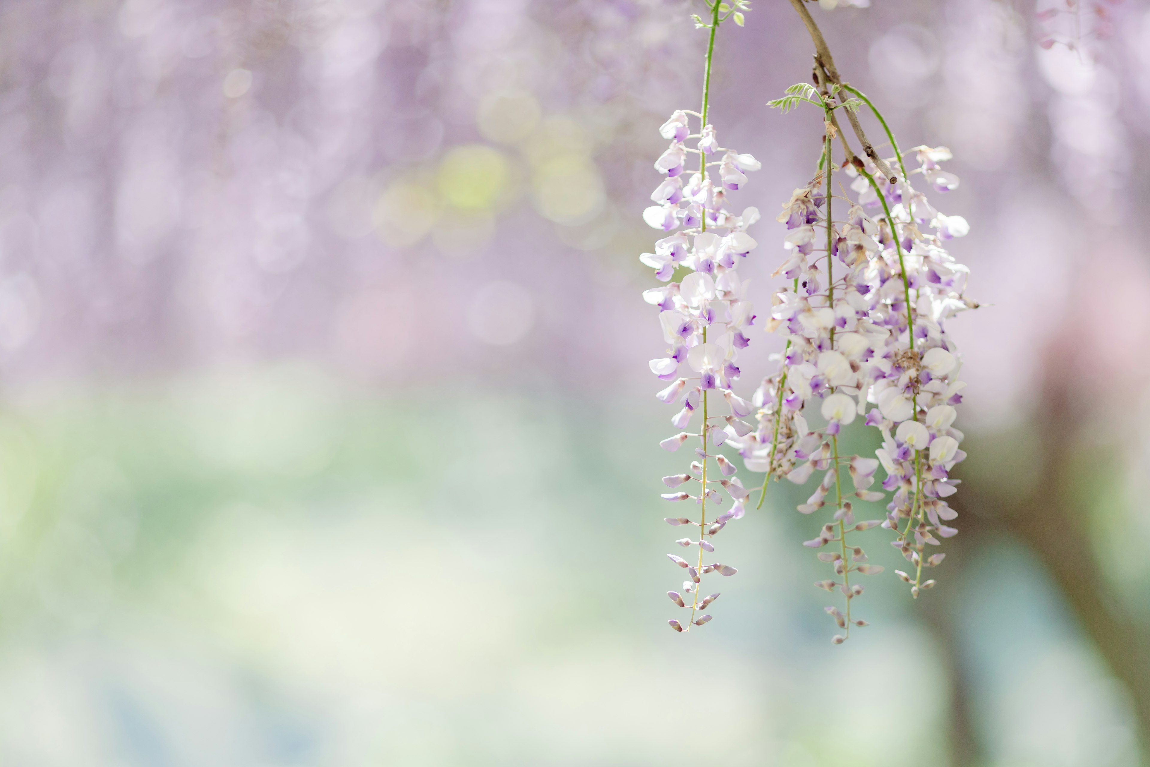 Delicate clusters of purple wisteria flowers hanging gracefully