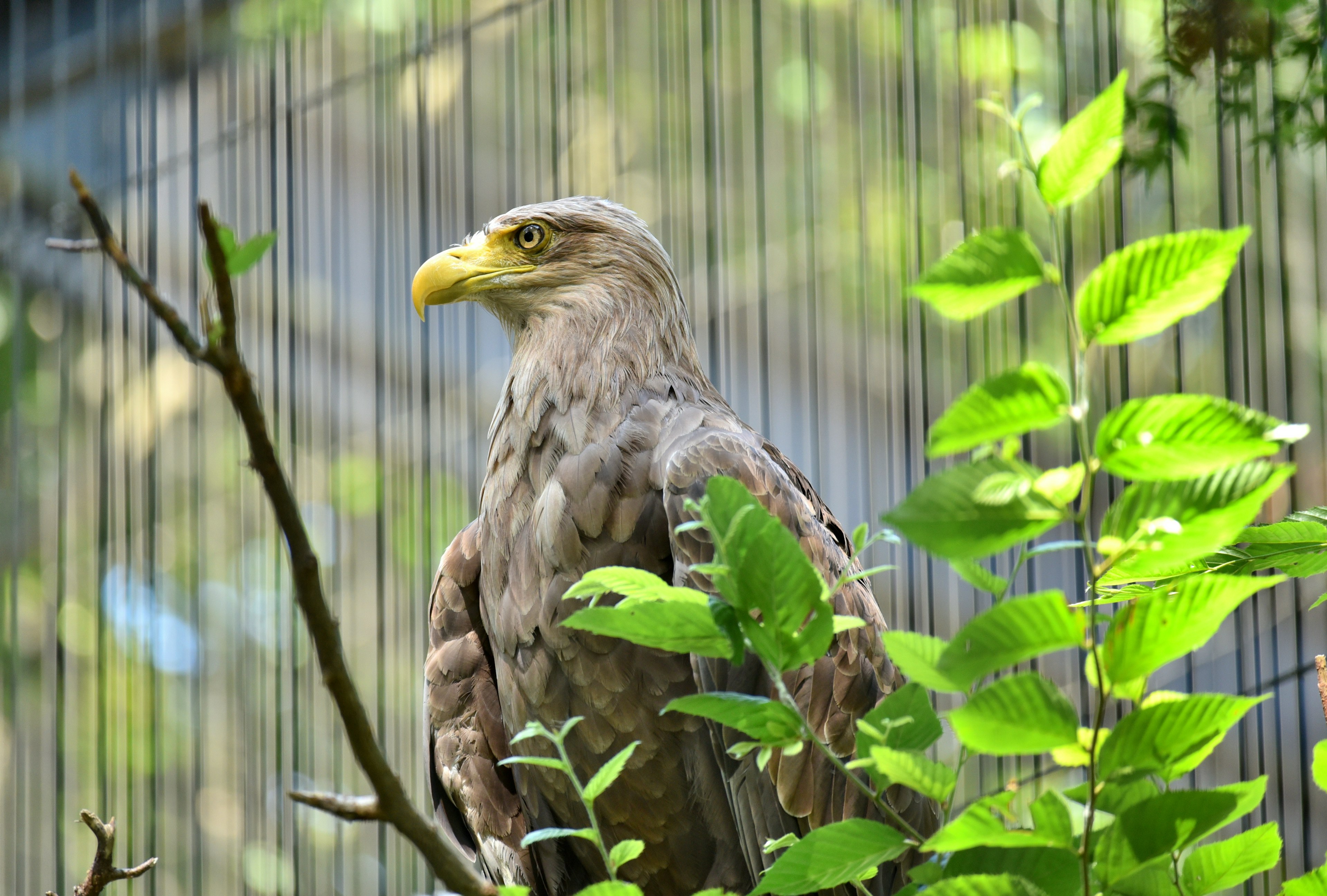 A hawk perched on a branch surrounded by green leaves